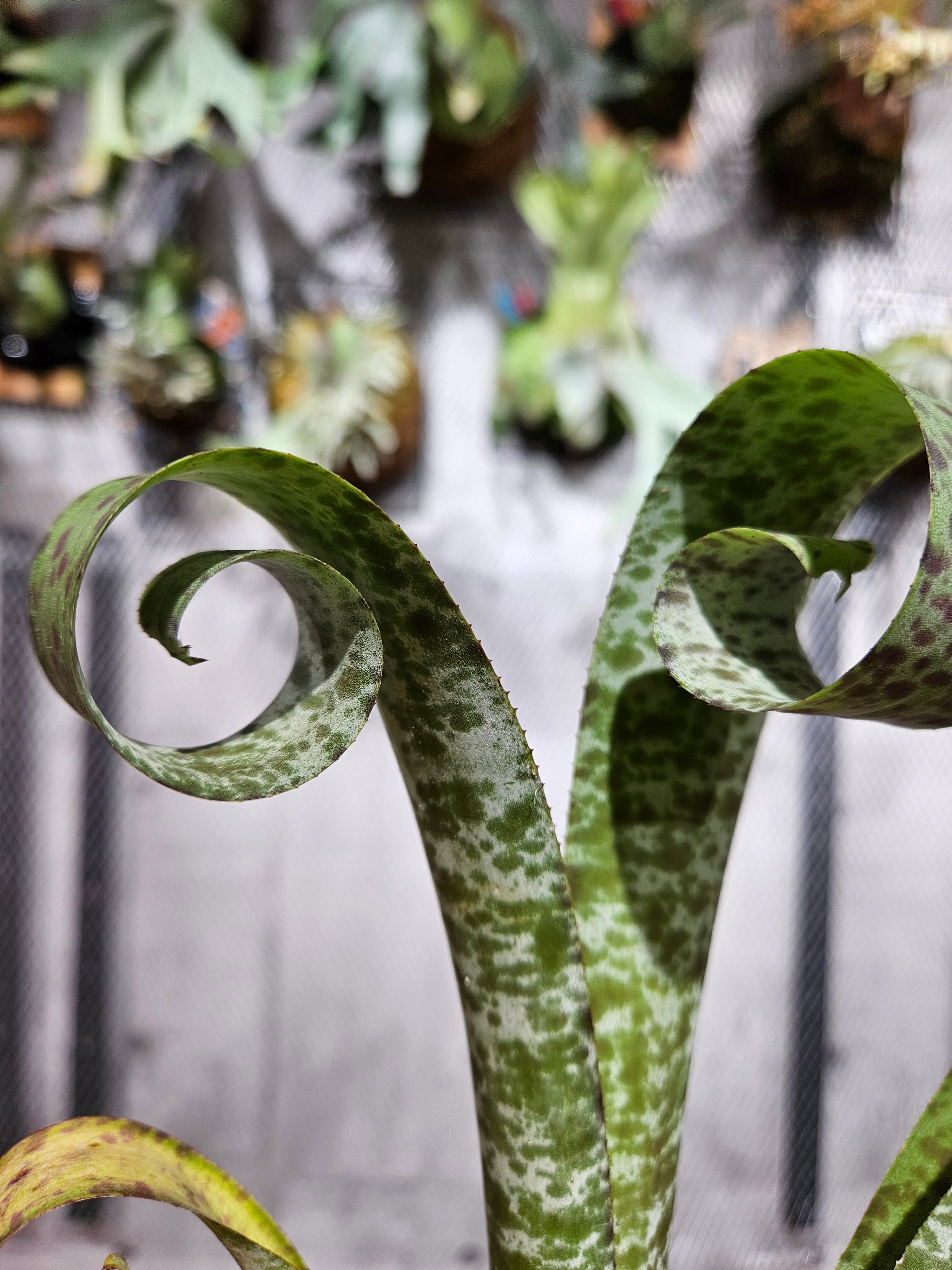 Ques.marmorata tim plowman【artPLANTs/PLANTSGARAGE】ケスネリア