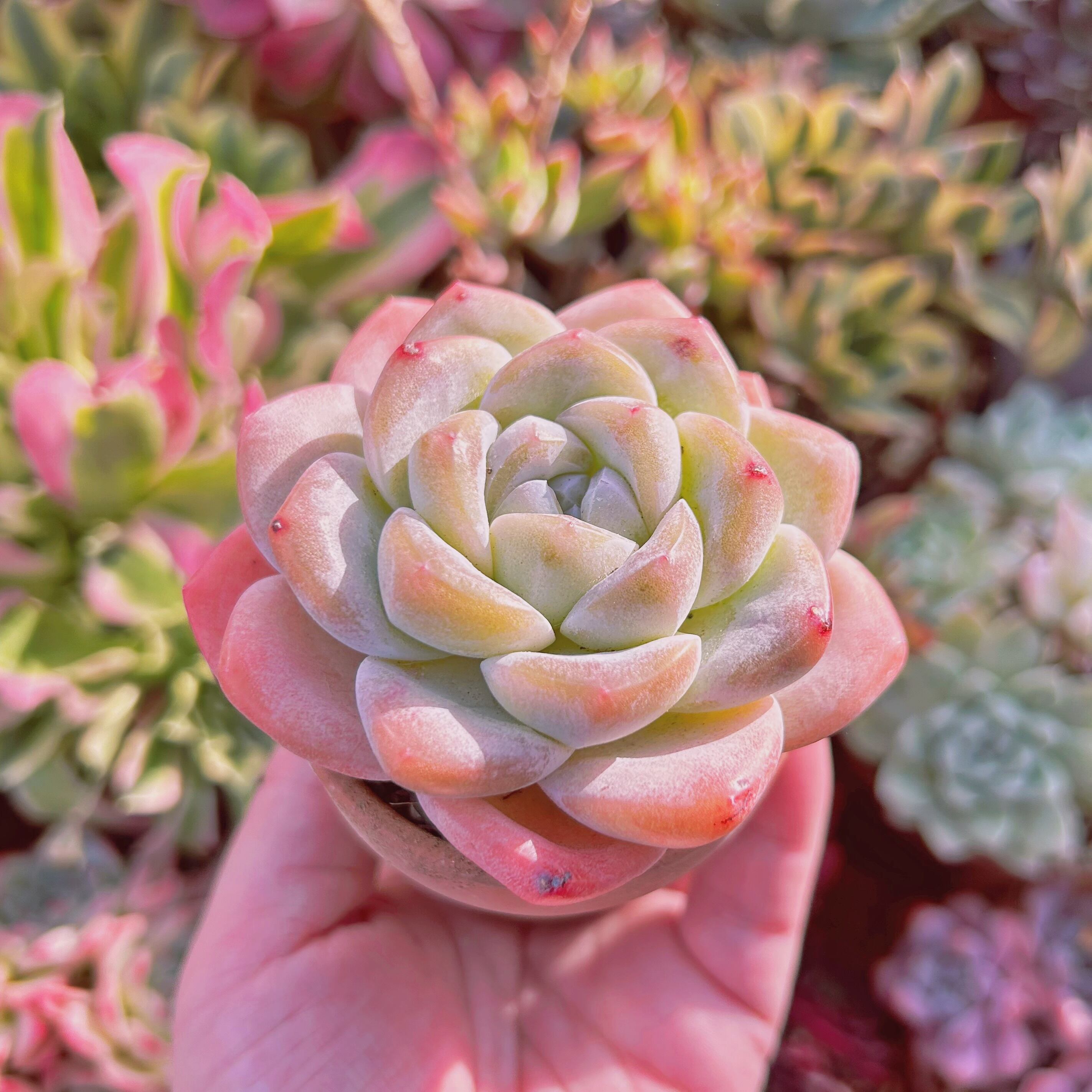 超美苗　多肉植物　アイスグリーン　大苗