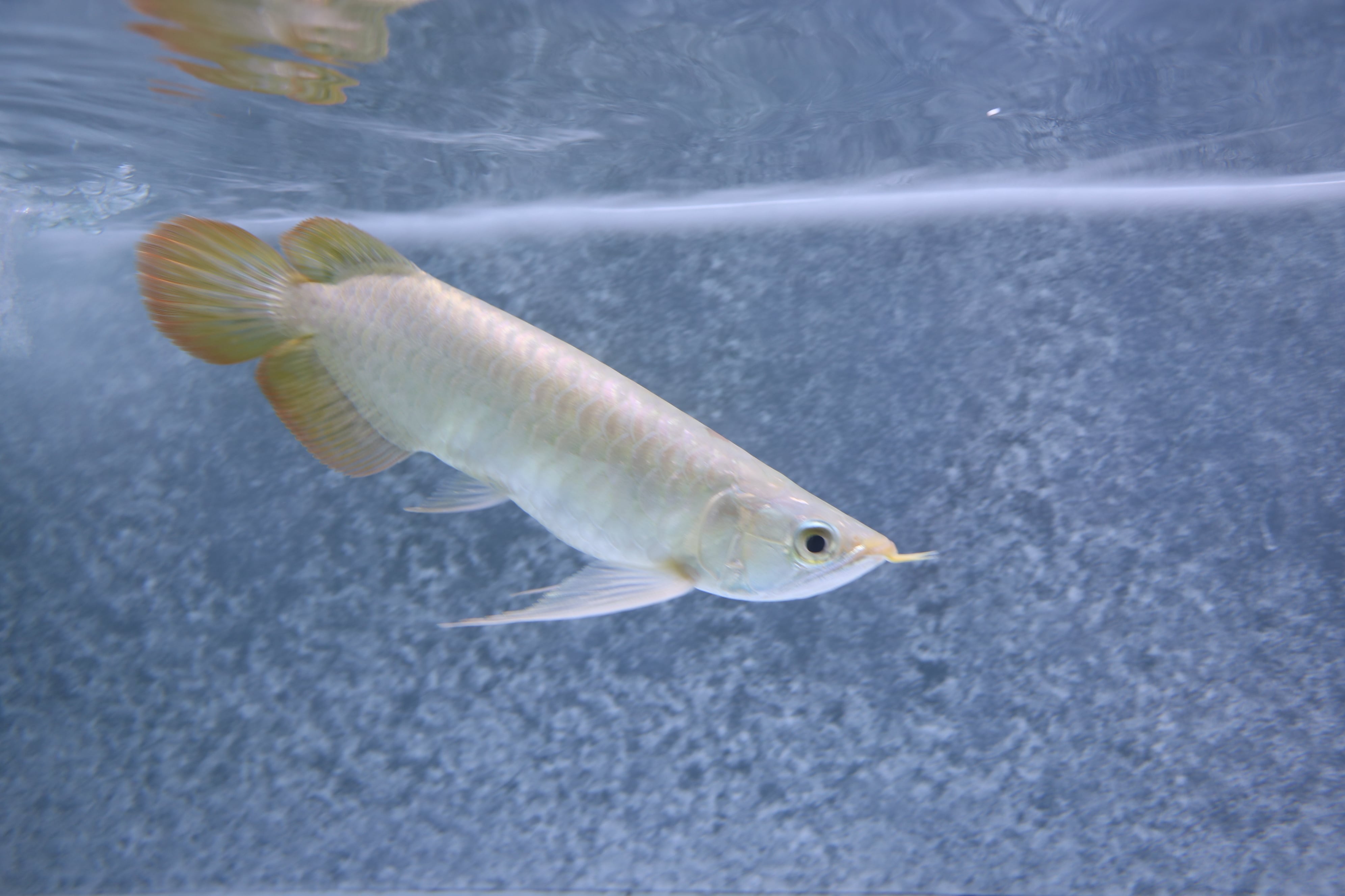 【訳あり】紅龍No.6020(スーパーレッド)☆ハイクオリティ☆ ±24㎝