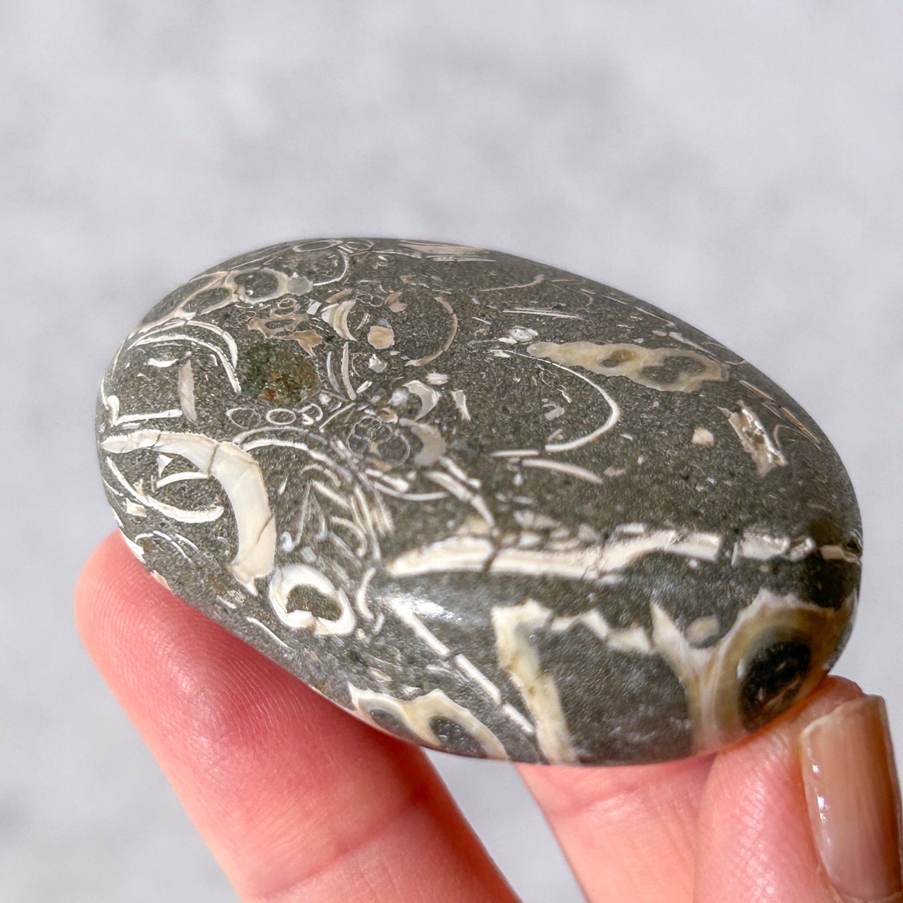 ツリテラアゲート 03 パーム * Turitella Agate * 天然石