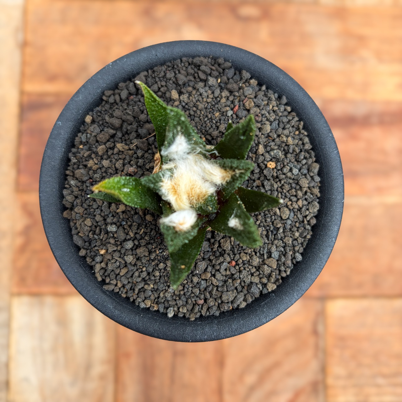 Ariocarpus bravoanus【アリオカルプス・ブラボアナス・実生】