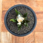 Ariocarpus bravoanus【アリオカルプス・ブラボアナス・実生】