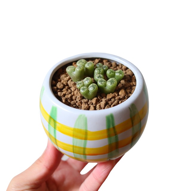 コノフィツム ペルシダム（花）