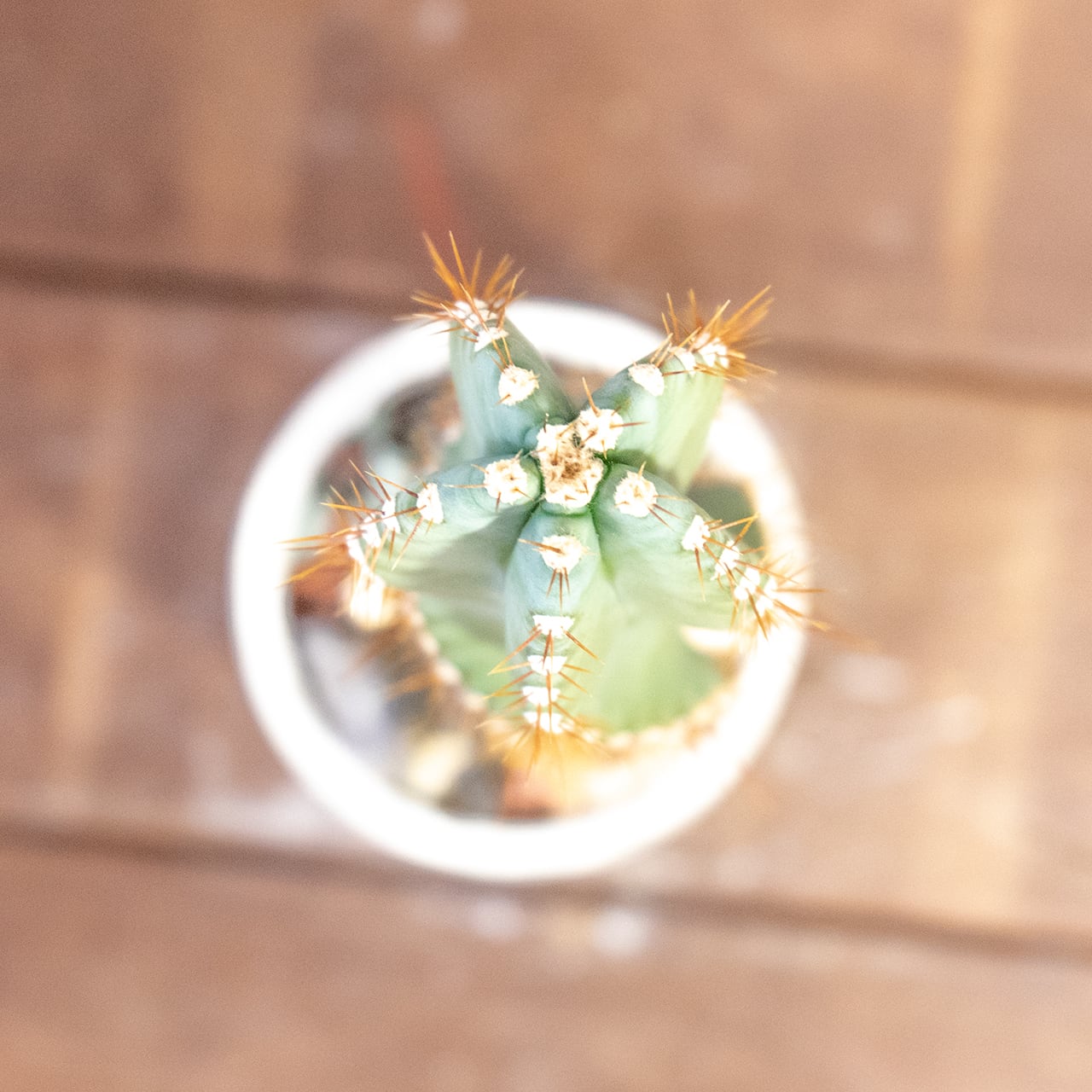 セレウス・スピラリス|スパイラルフォルムが魅力の一点物サボテン【虫発生抑制/手作りモルタル鉢】