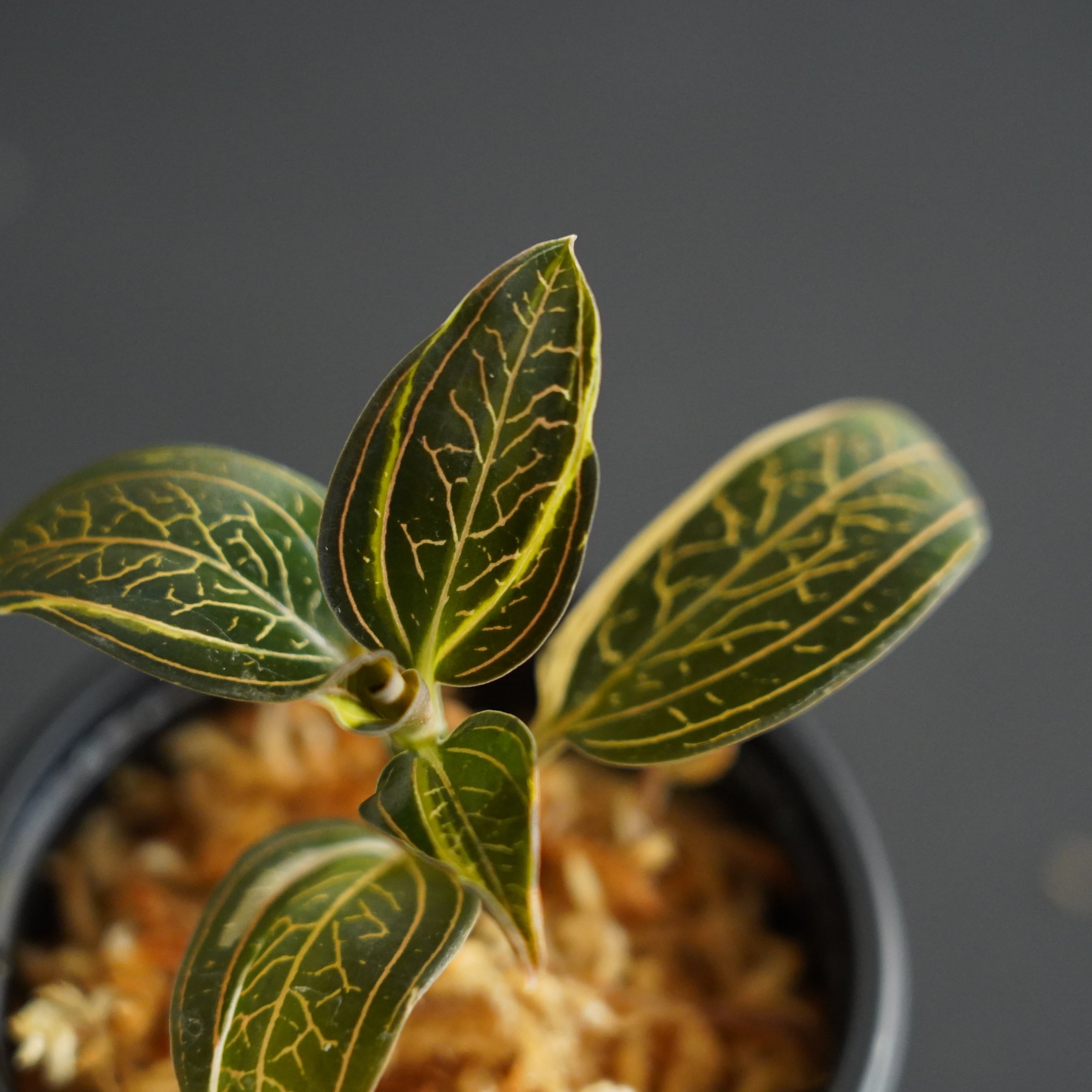 ◇現品◇ルディシアディスカラー（ちょい斑入り） Ludisia discolor