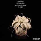 【送料無料】xerographica S〔エアプランツ〕現品発送T4916