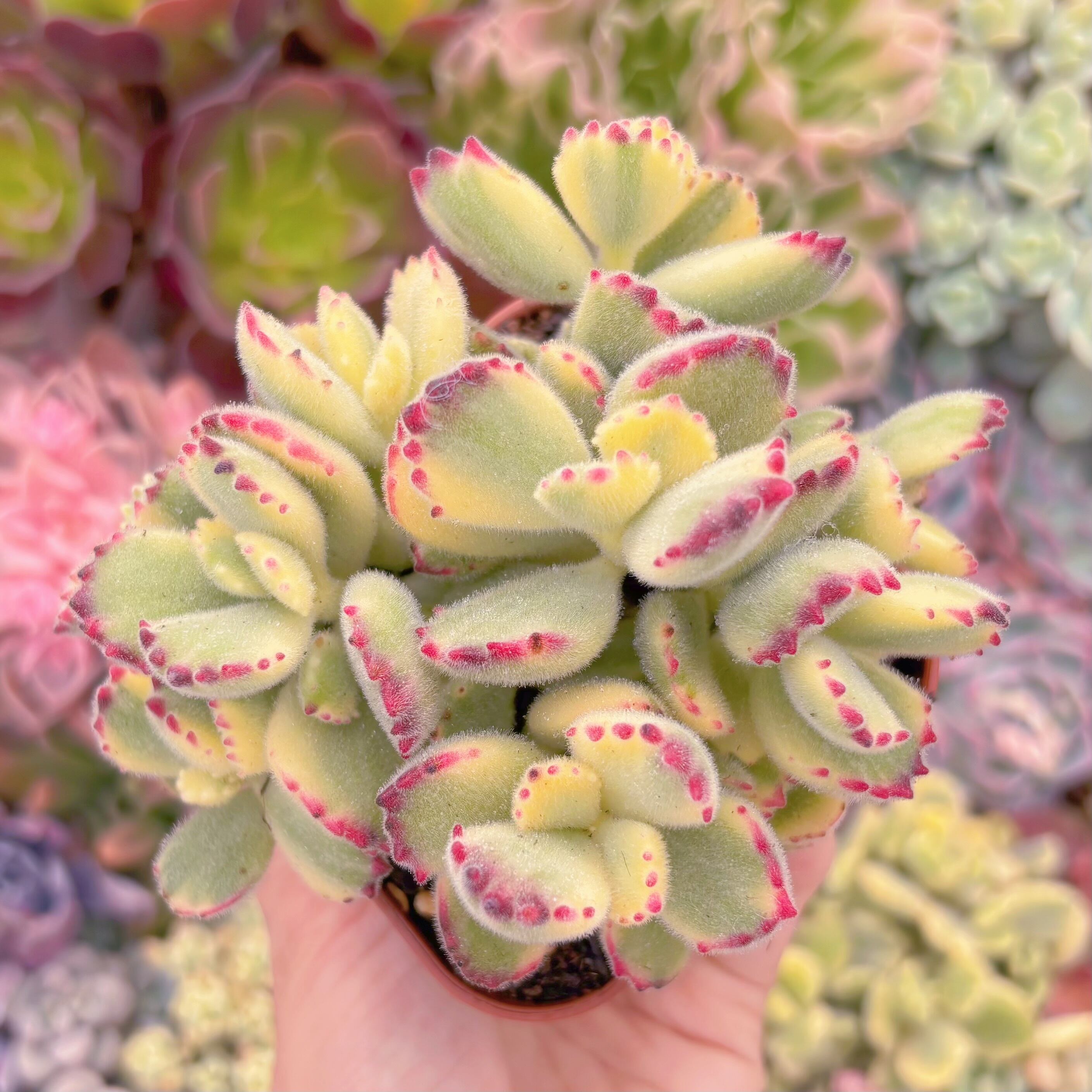 現品　白熊#A82　群生　るる農園