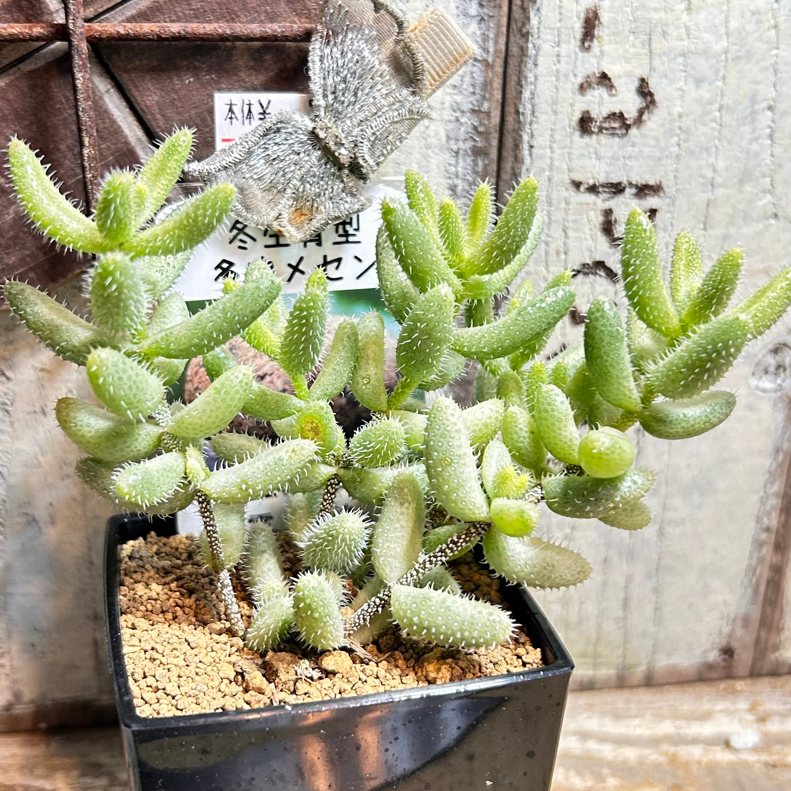 RuPo 多肉植物専門店