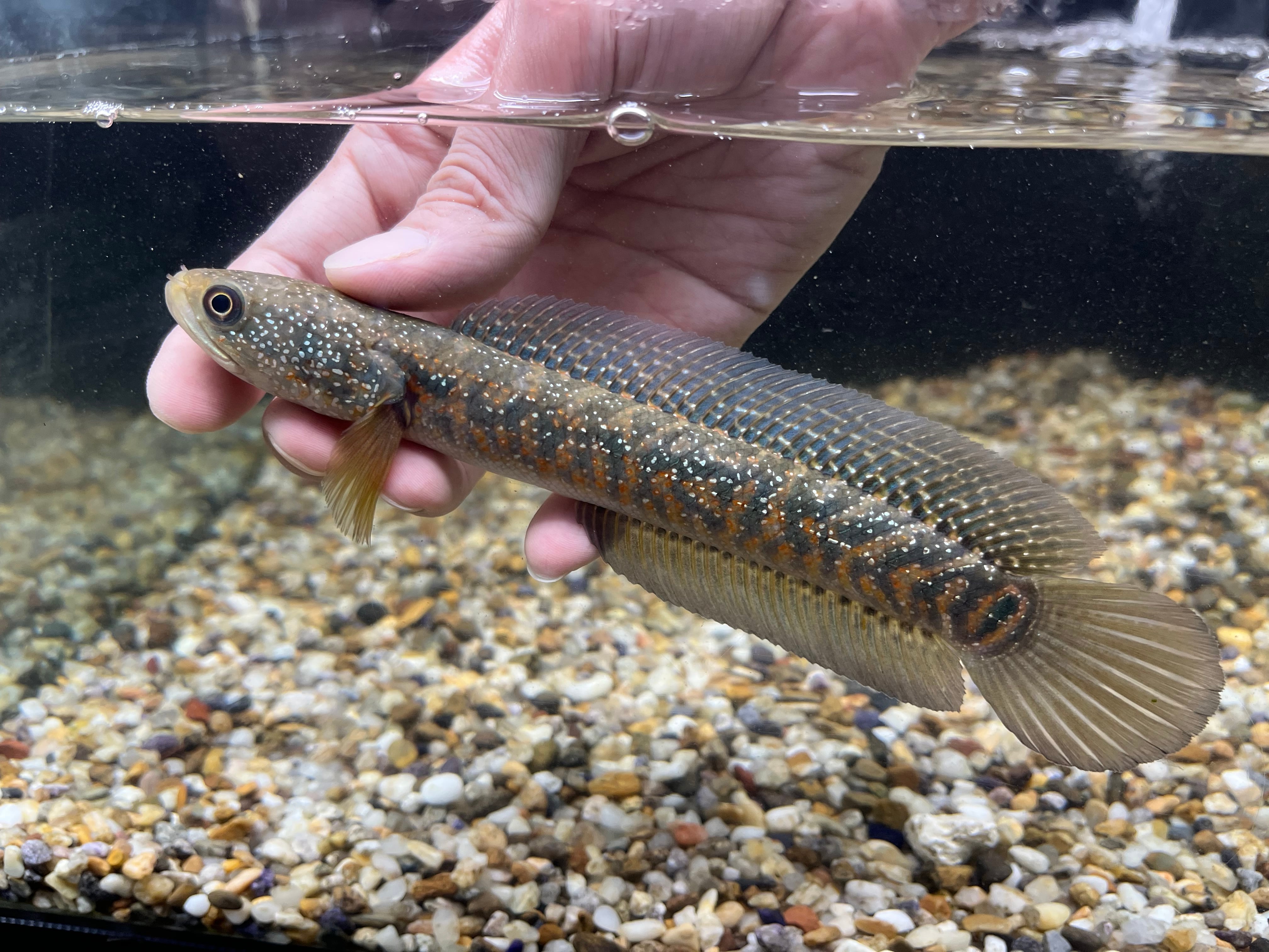 シンガポール直輸入便CB特選レッドスポットコウタイ20cm± NO2 | アクア
