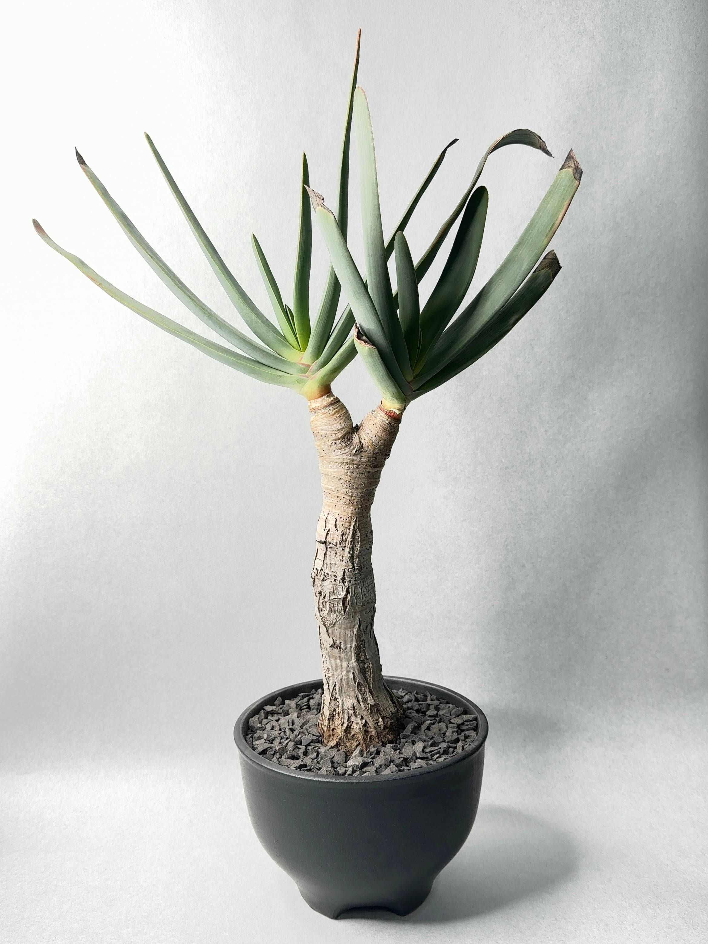 アロエ・プリカティリス | trigger