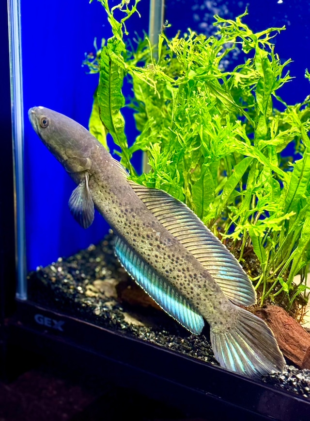 スチュワートスネークヘッド