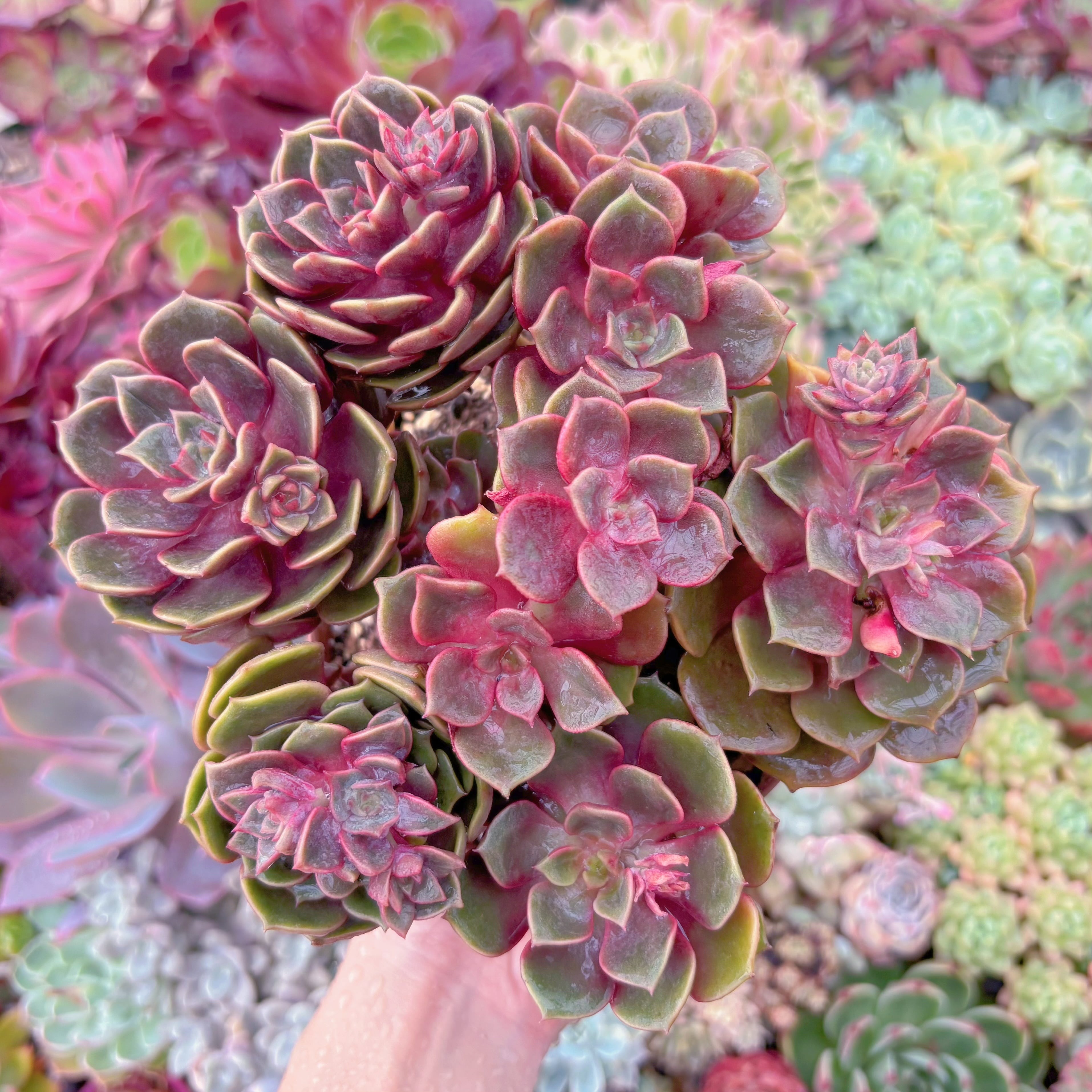 現品　ゼスター#296　特大苗　新入荷　るる農園