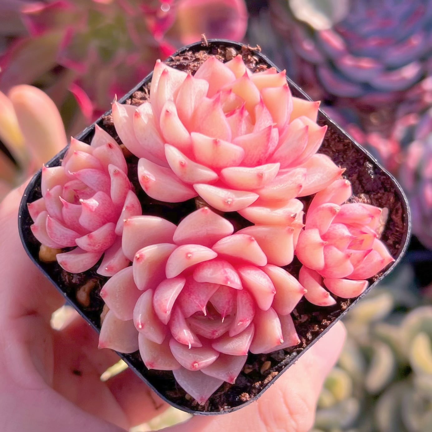 現品　ベンバディス#229   群生　るる農園