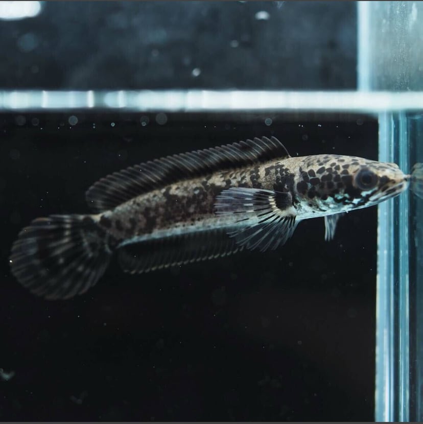 チャンナリムバータ グラナイト