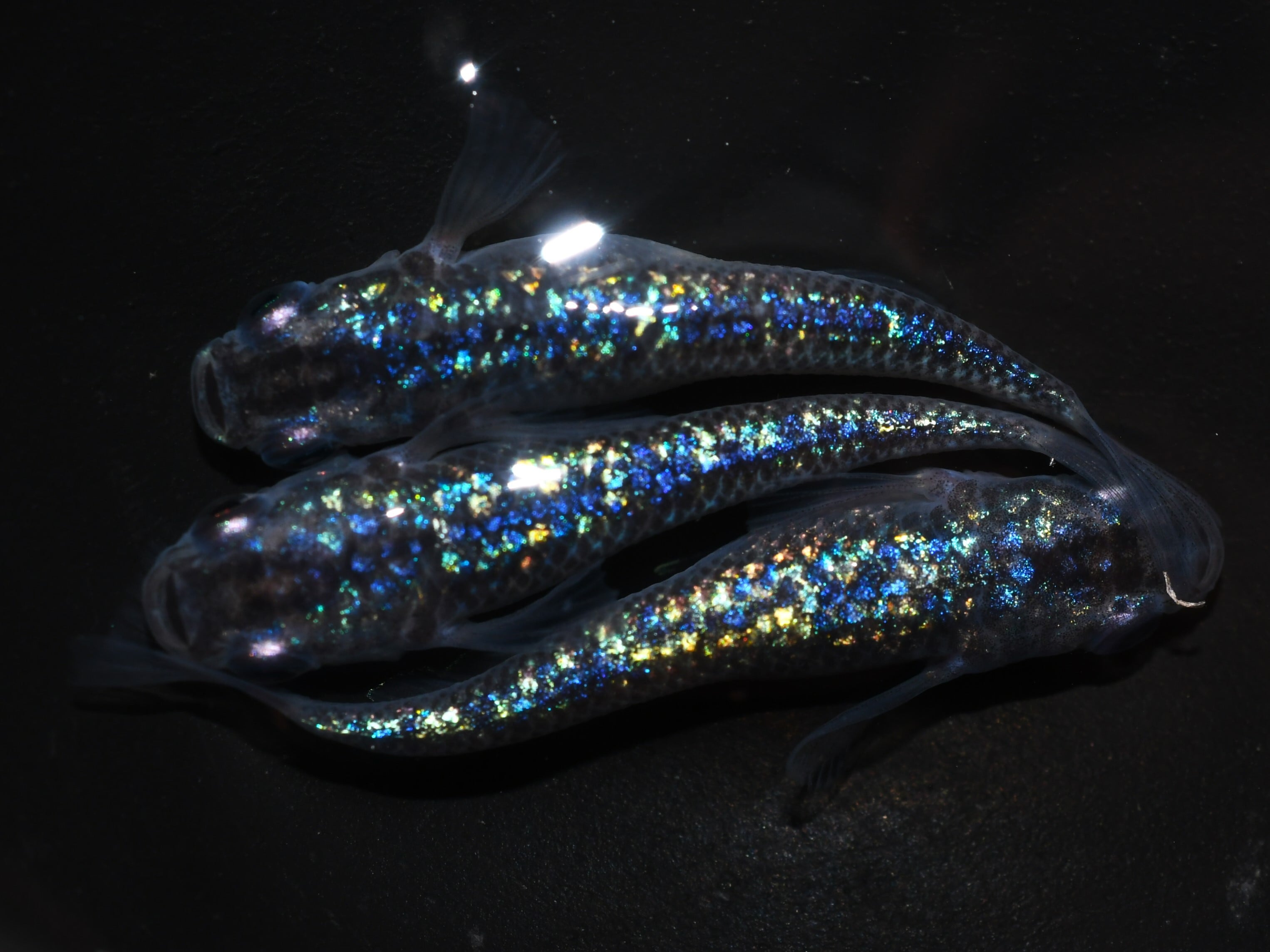 コバルト➆【現物販売】 オス1匹 メス3匹 | メダカめだかの