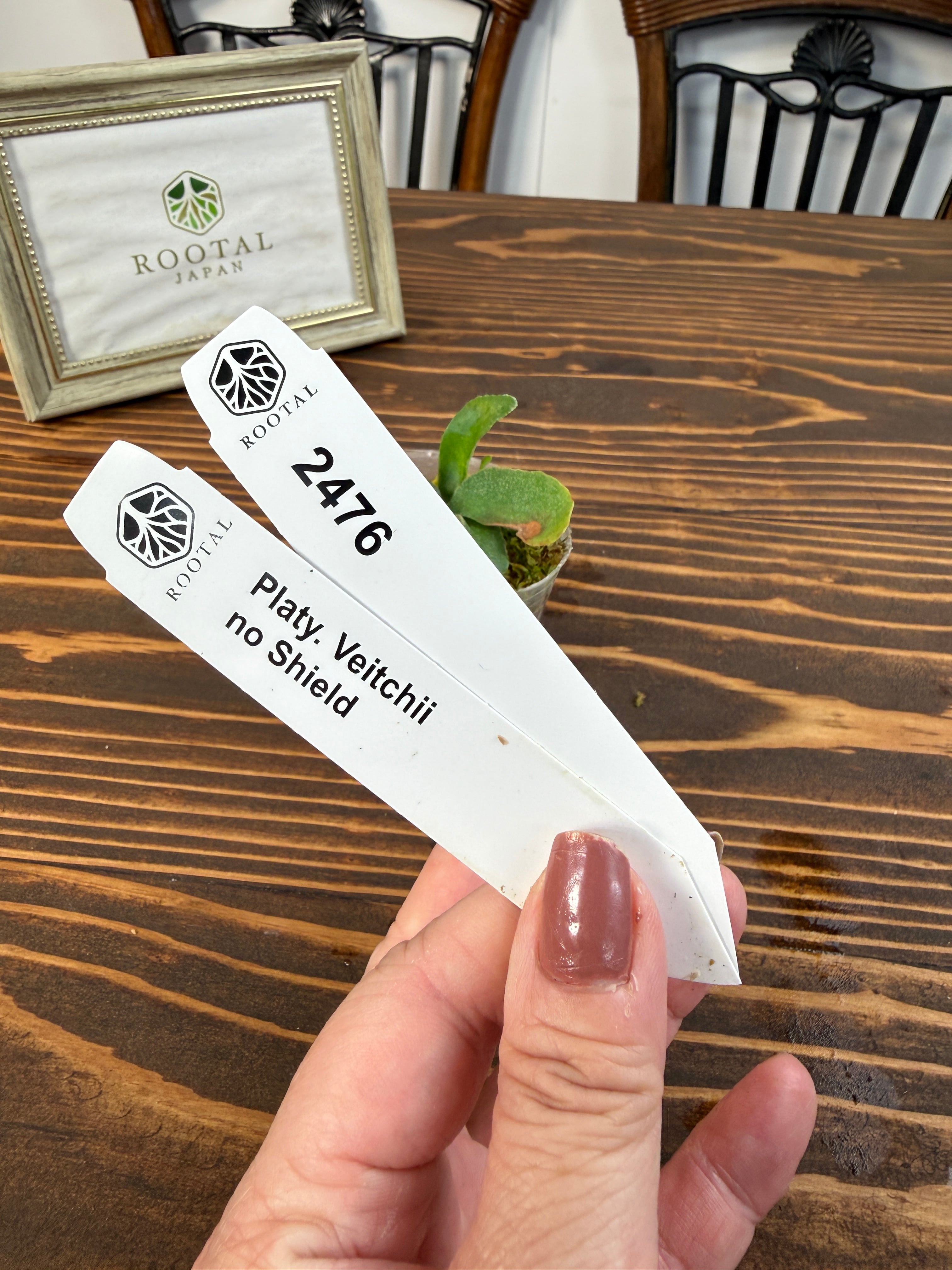 ★2476【異質感、たまらない】ビカクシダ ベイチー ノーシールド(2号ポット)