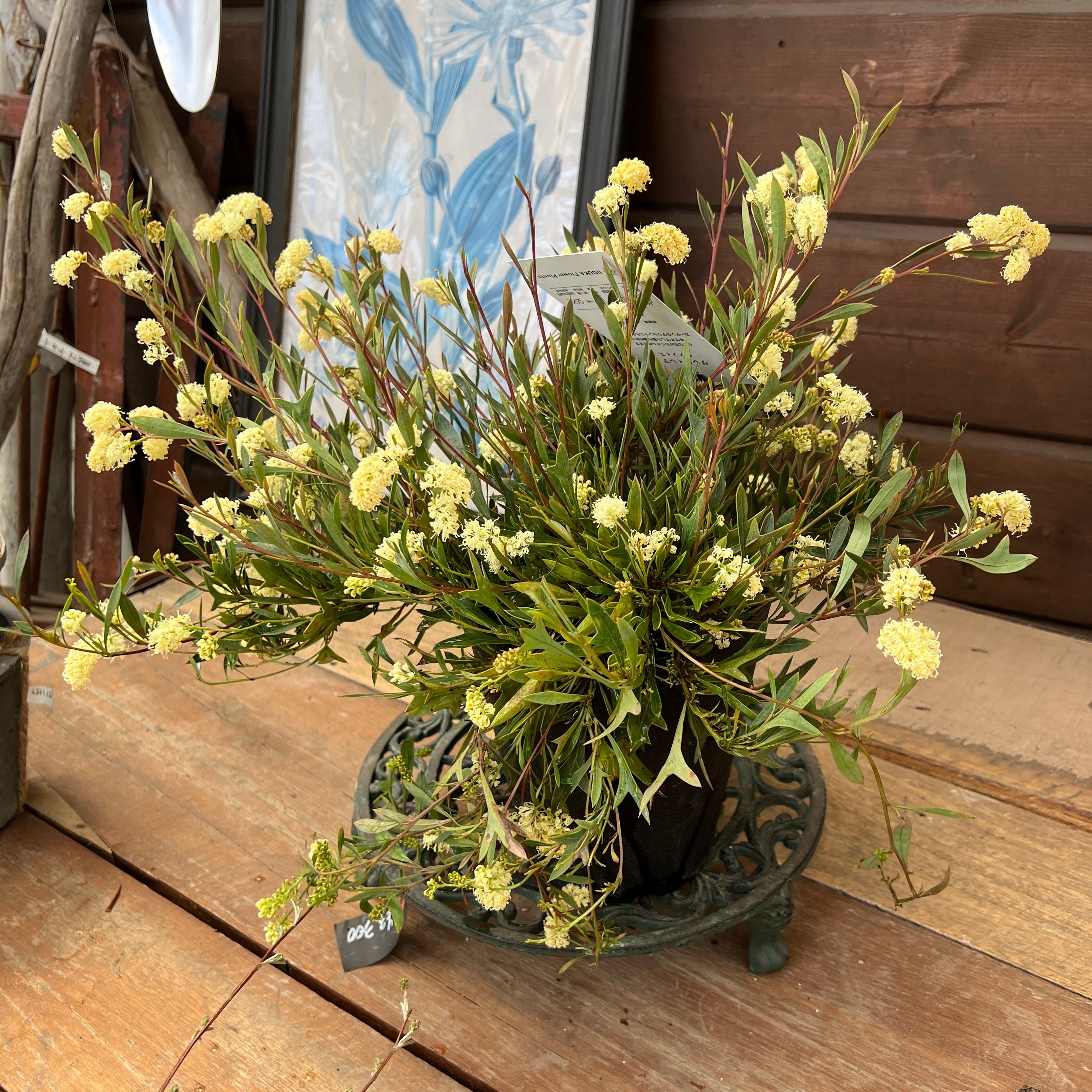 グレビレア シナフェア② | 沼ノ上農園