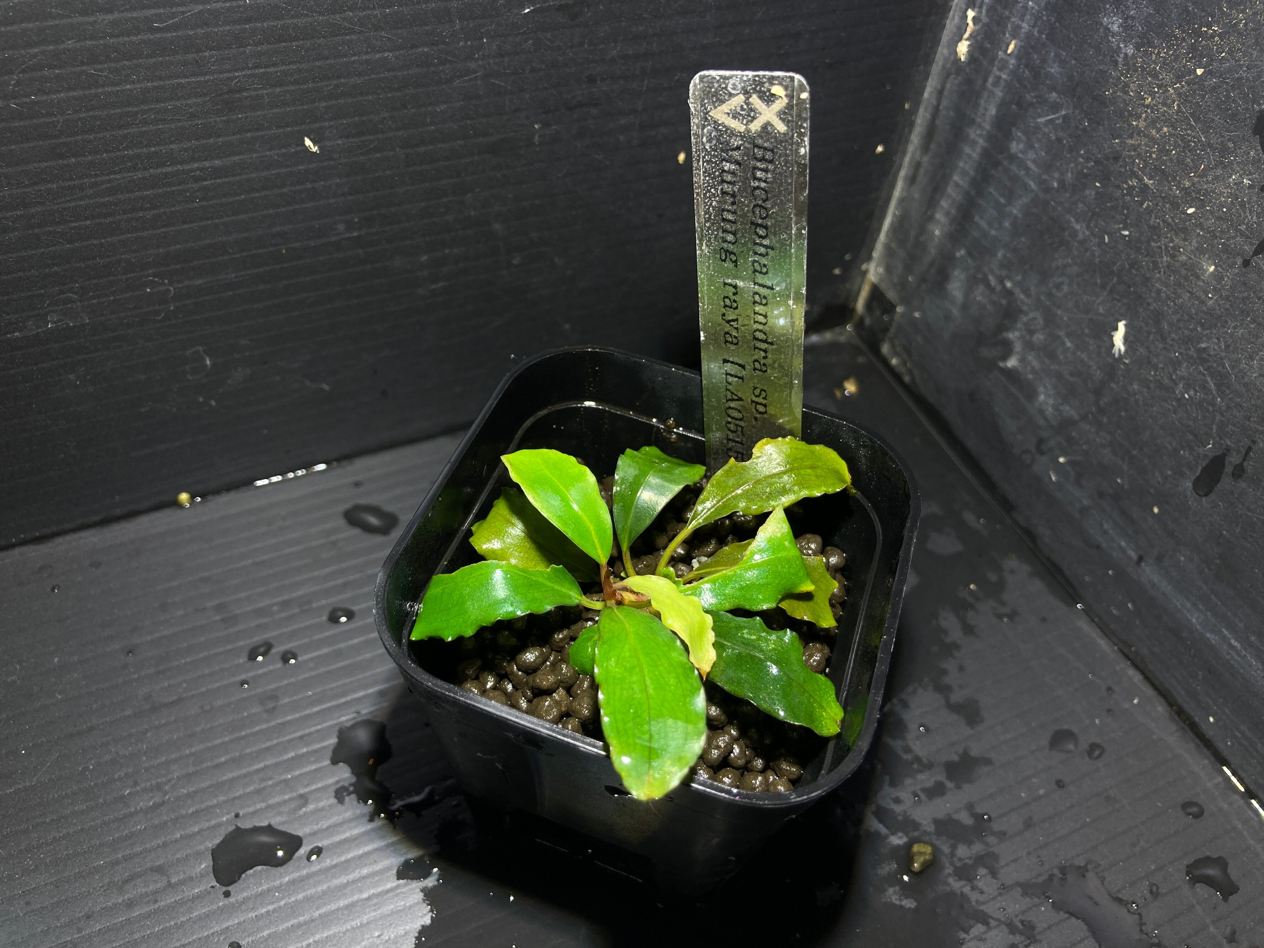 ブセファランドラ | AquaFocus