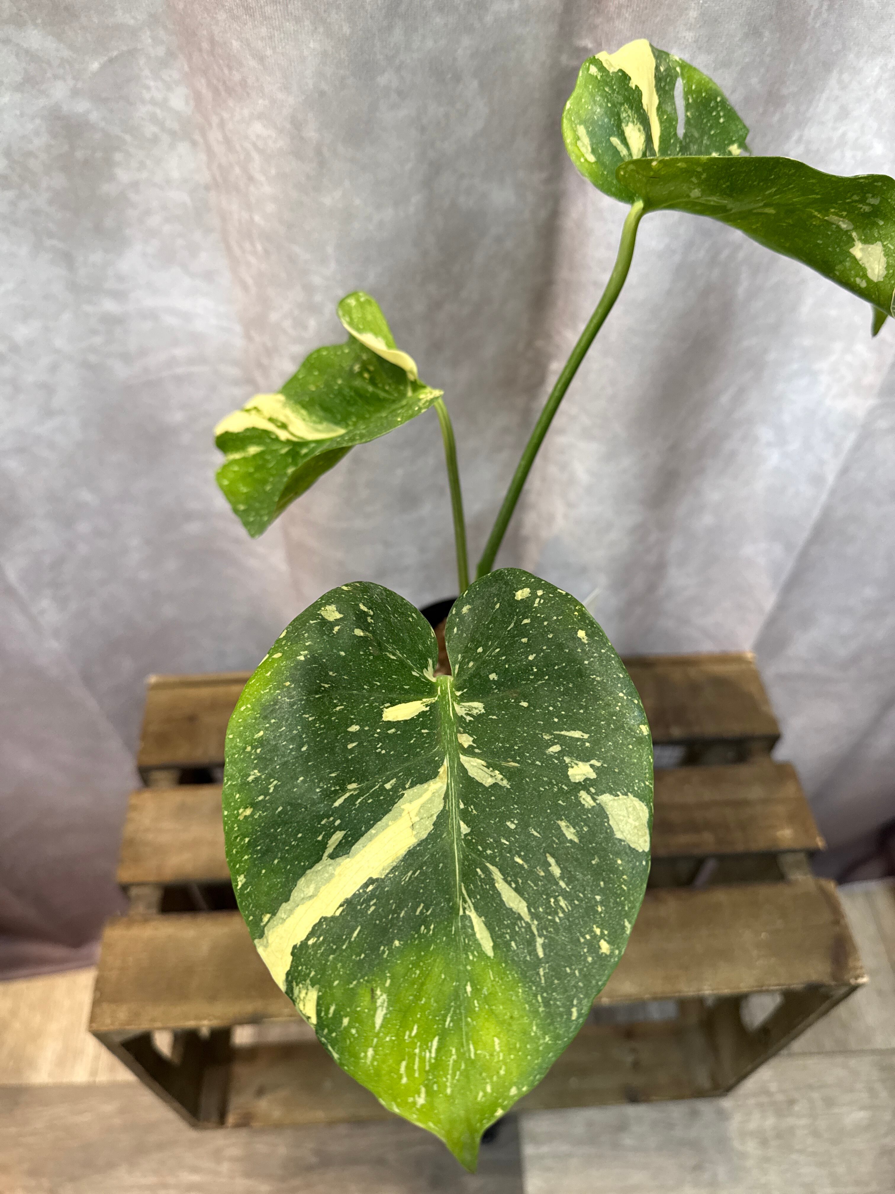 希少 モンステラ D. タイコンステレーション 'マイクロコンパクタ