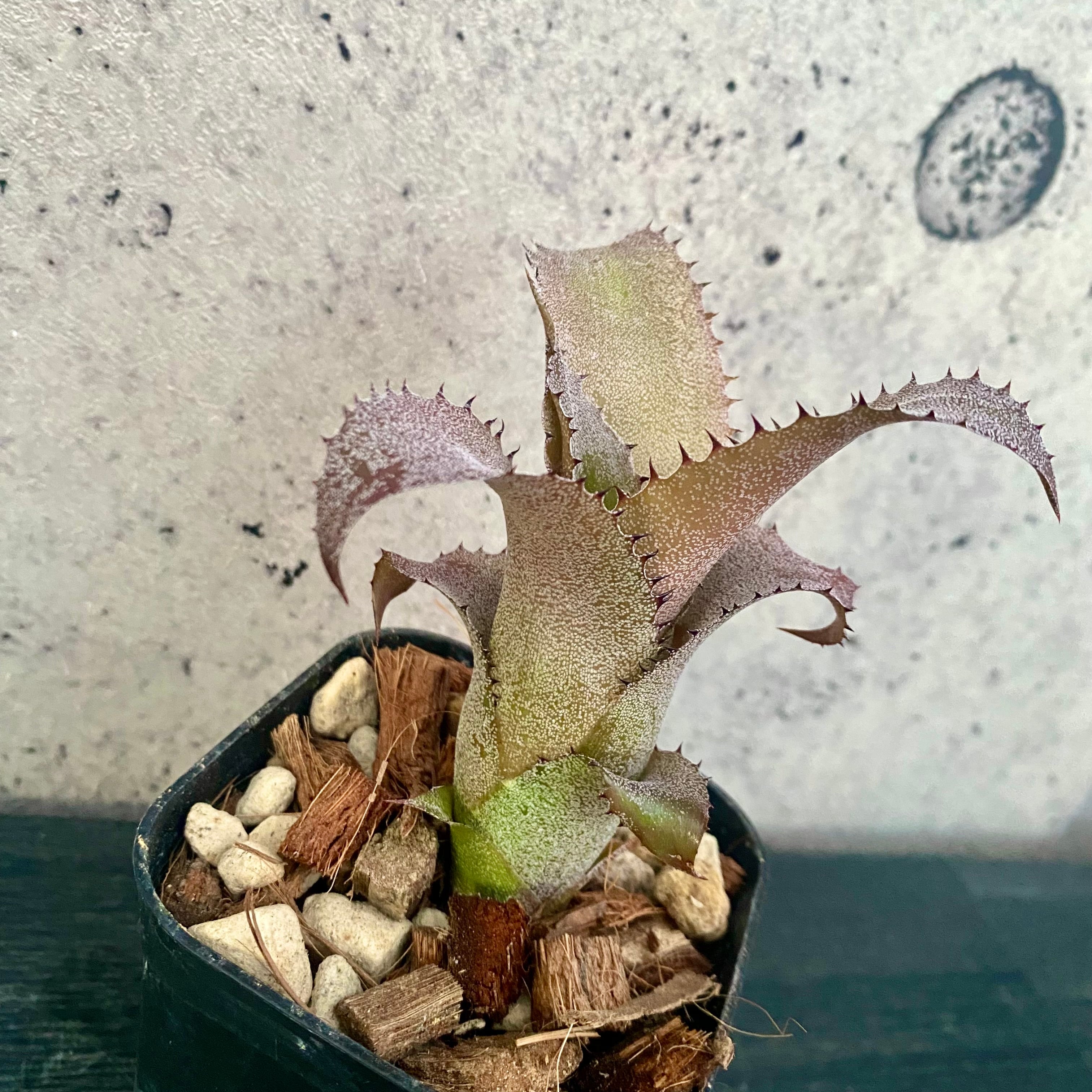 Planet Plants プラネットプランツ