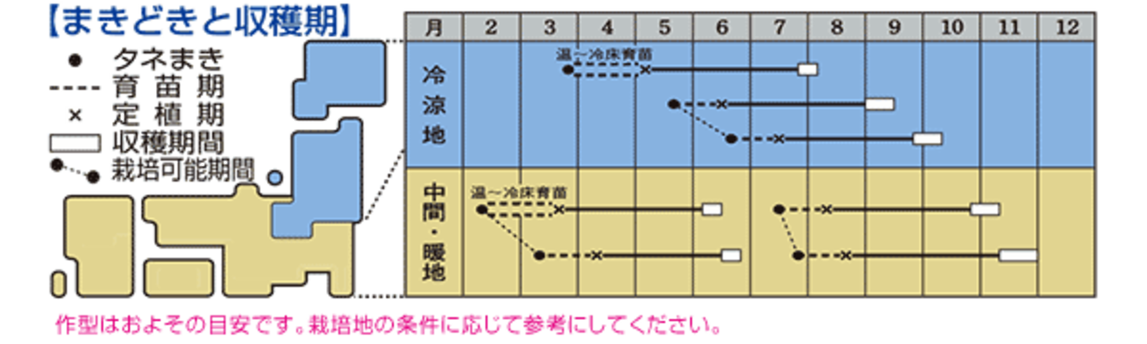 キャベツ 「BCR龍月」(DF)・画像4