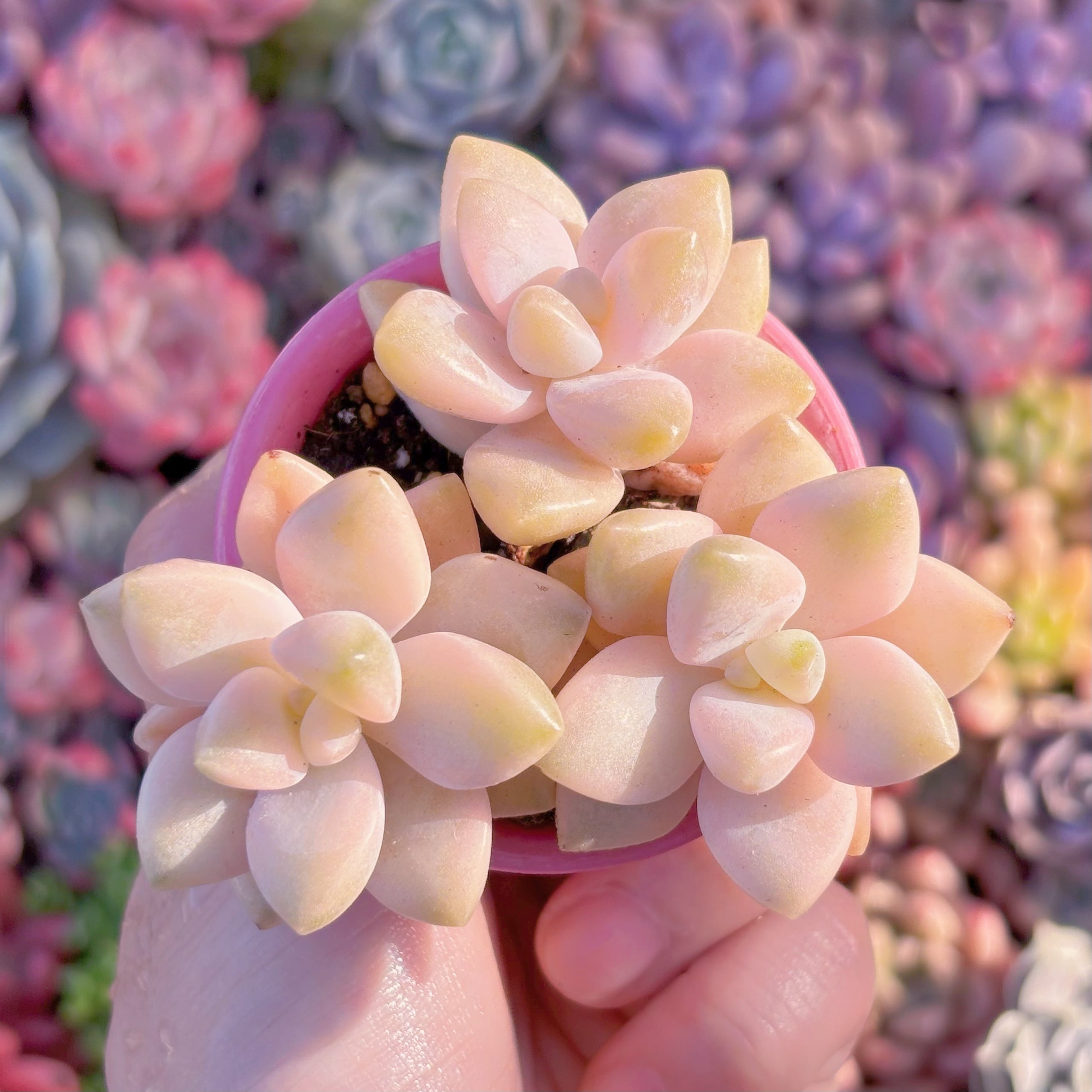 多肉植物　杏子美人錦(ピンク)　3頭　新入荷　るる農園