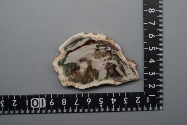 珪化木 Araucarioxylon ①