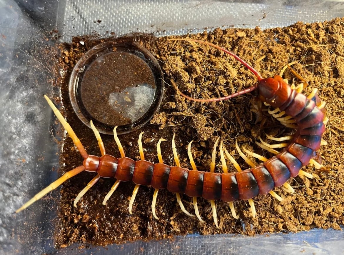 ♂】オオアゴヘビトンボ 奇蟲 タランチュラ ムカデ 標本 昆虫標本 蜻蛉