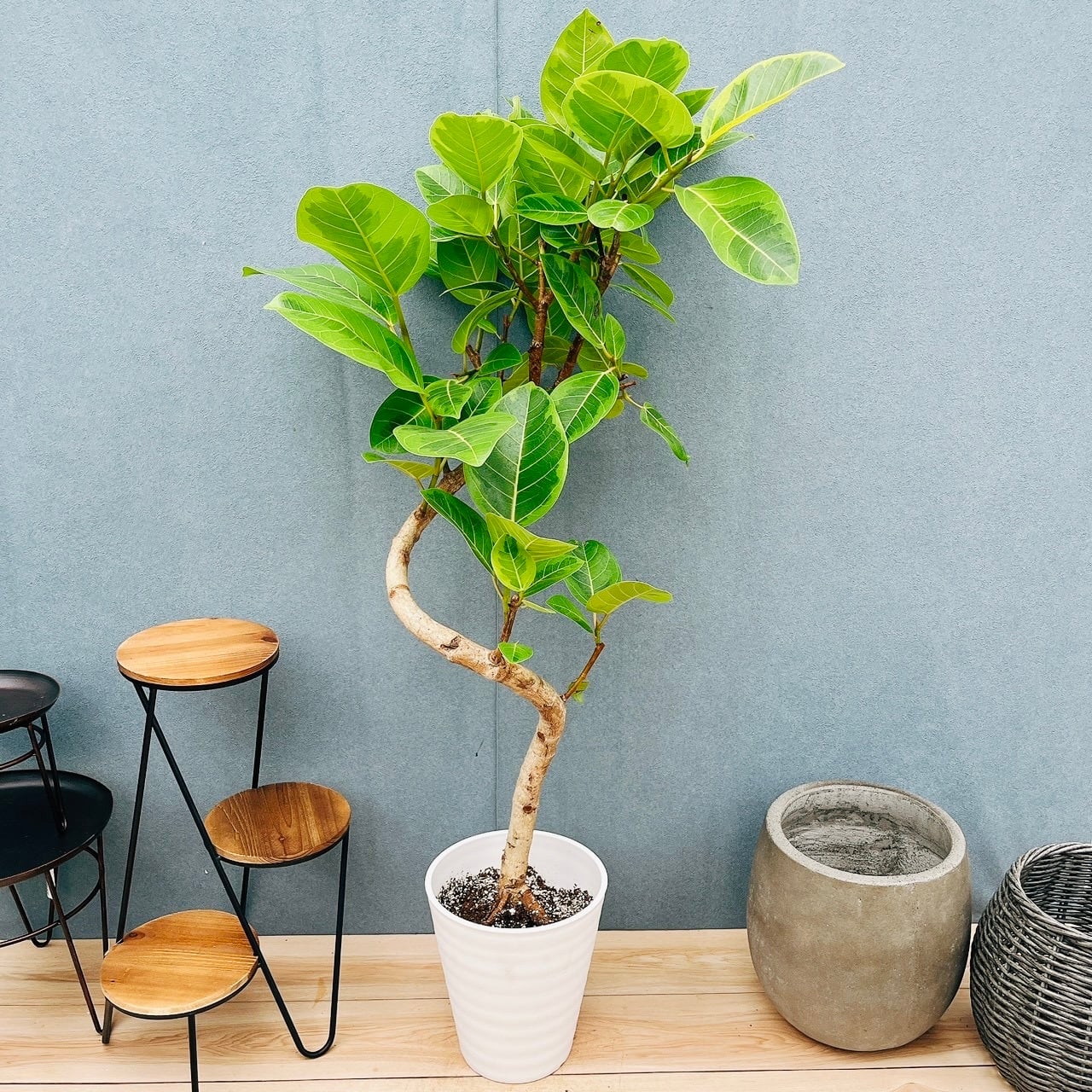 ［現品］95番　フィカス　アルテシマ　8号　観葉植物　室内　大型　ゴムの木　斑入 現品］95番 フィカス アルテシマ 8号 観葉植物 室内 大型 ゴムの木