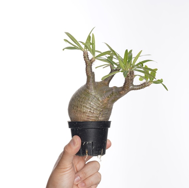 パキポディウム グラキリス no.8〈発根済み〉