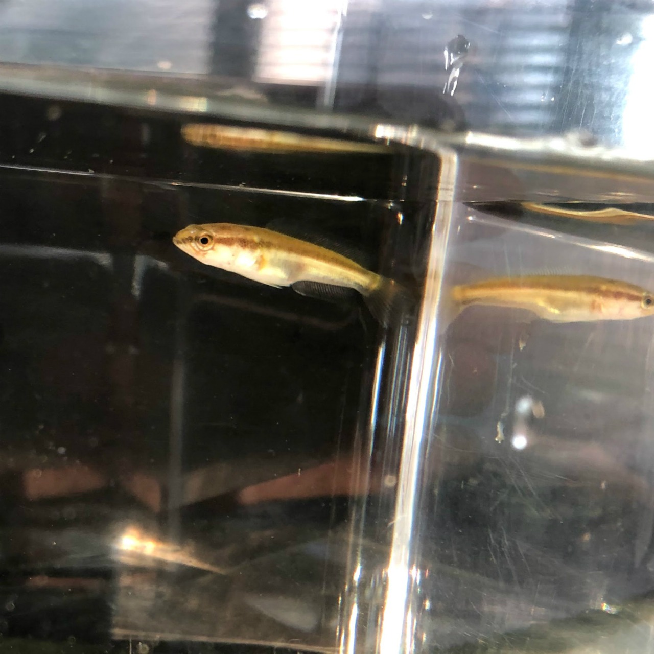 （淡水魚）タイワンドジョウ（雷魚）4～5ｃｍ±（1匹）【生体】
