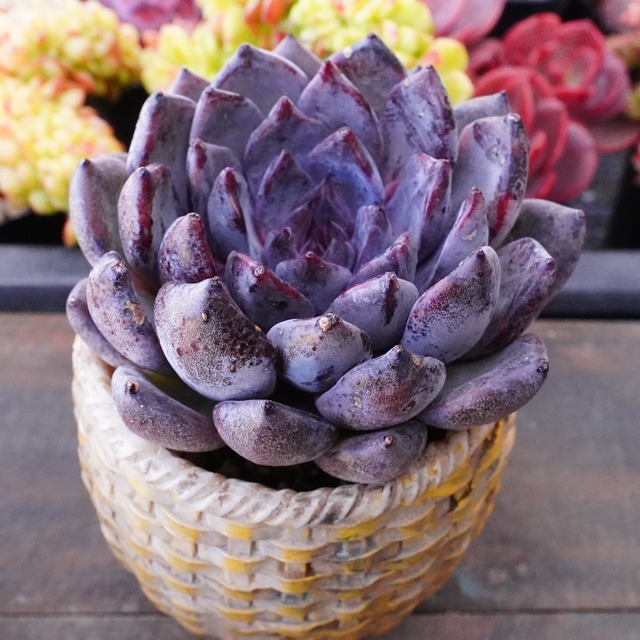 【ブラックザラゴーサ 2】エケベリア　韓国多肉　成長が楽しみ