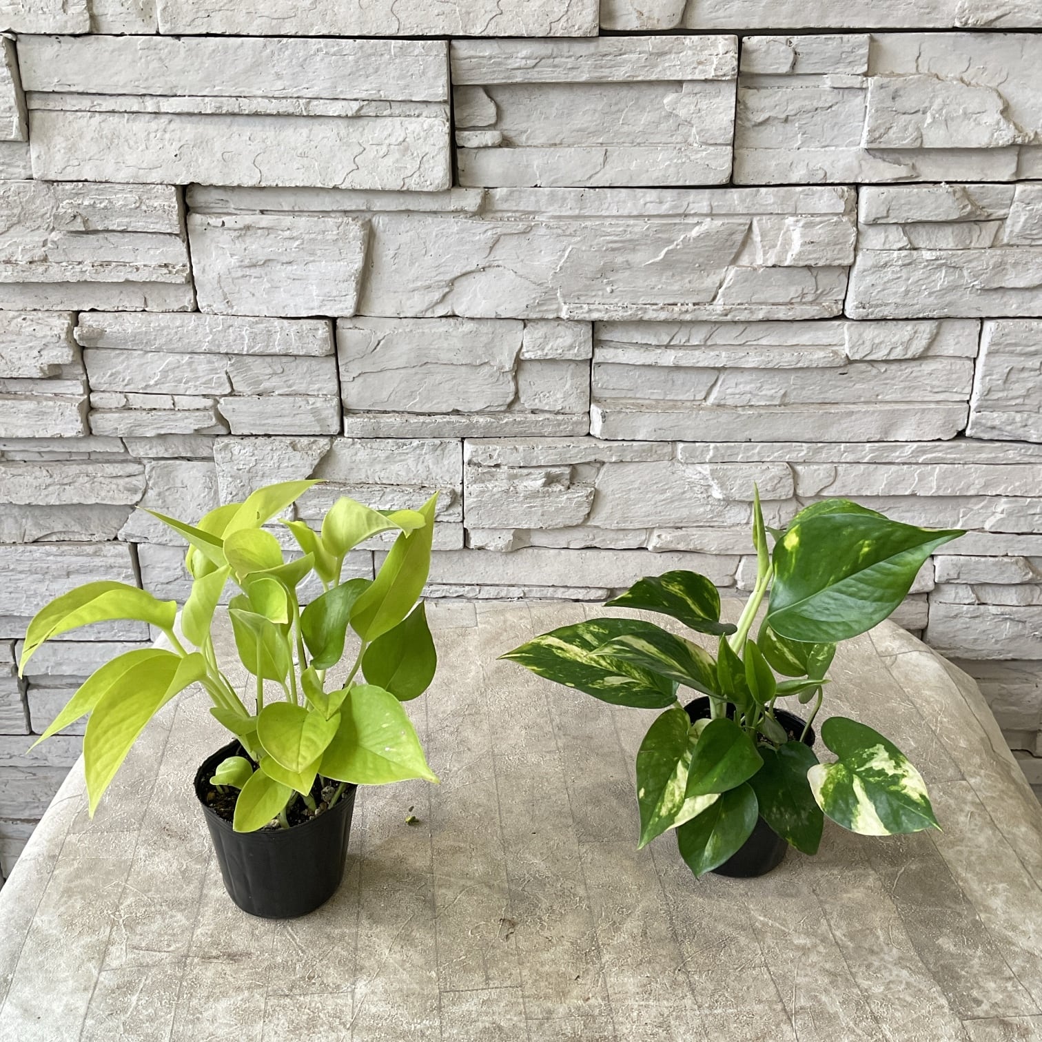 観葉植物】ポトス 選べる♪2色 3寸ポット | 橋本種苗園
