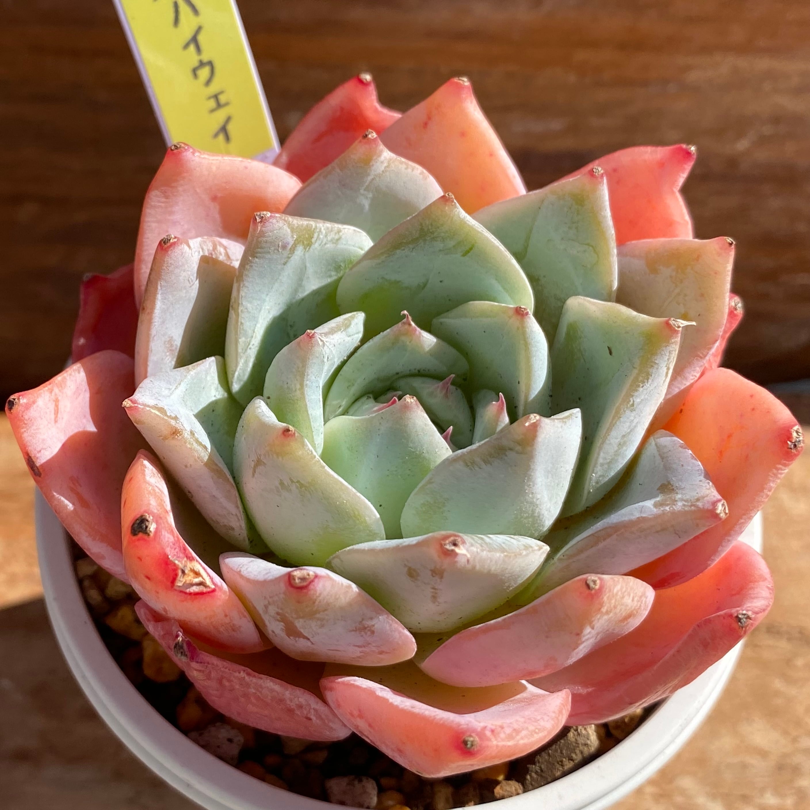 ハオルチア ピグマエアミュータント 実生 特異株③ ハオルチア ピグマエアミュータント 実生 特異株 ハオルチア