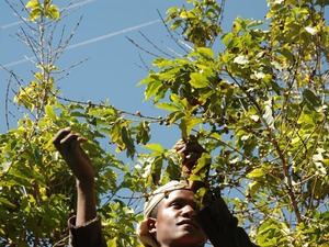 イエメン・モカブレンド 中煎り 250g
