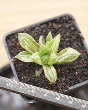 抜き苗 宝草錦 上斑 Haworthia cuspidata f.variegata