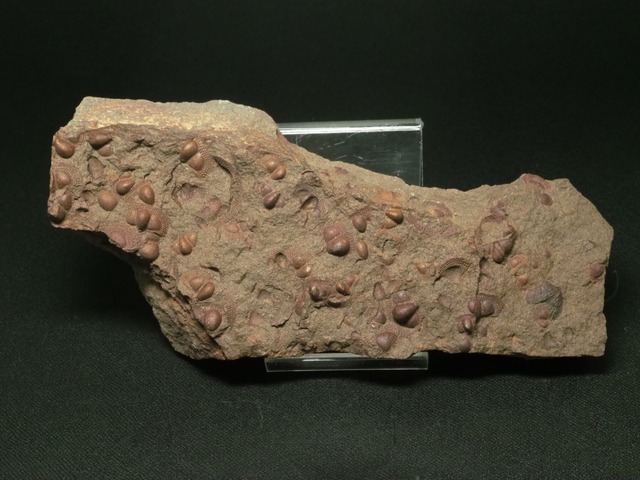 新産出！大量の死骸層！三葉虫【Onnia sp.】【595ｇ】モロッコ王国産/恐竜/骨/魚/化石
