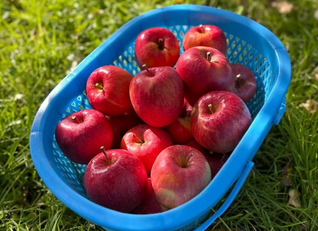 馬糞たい肥で育てたUMAPPLE3kg ※施設