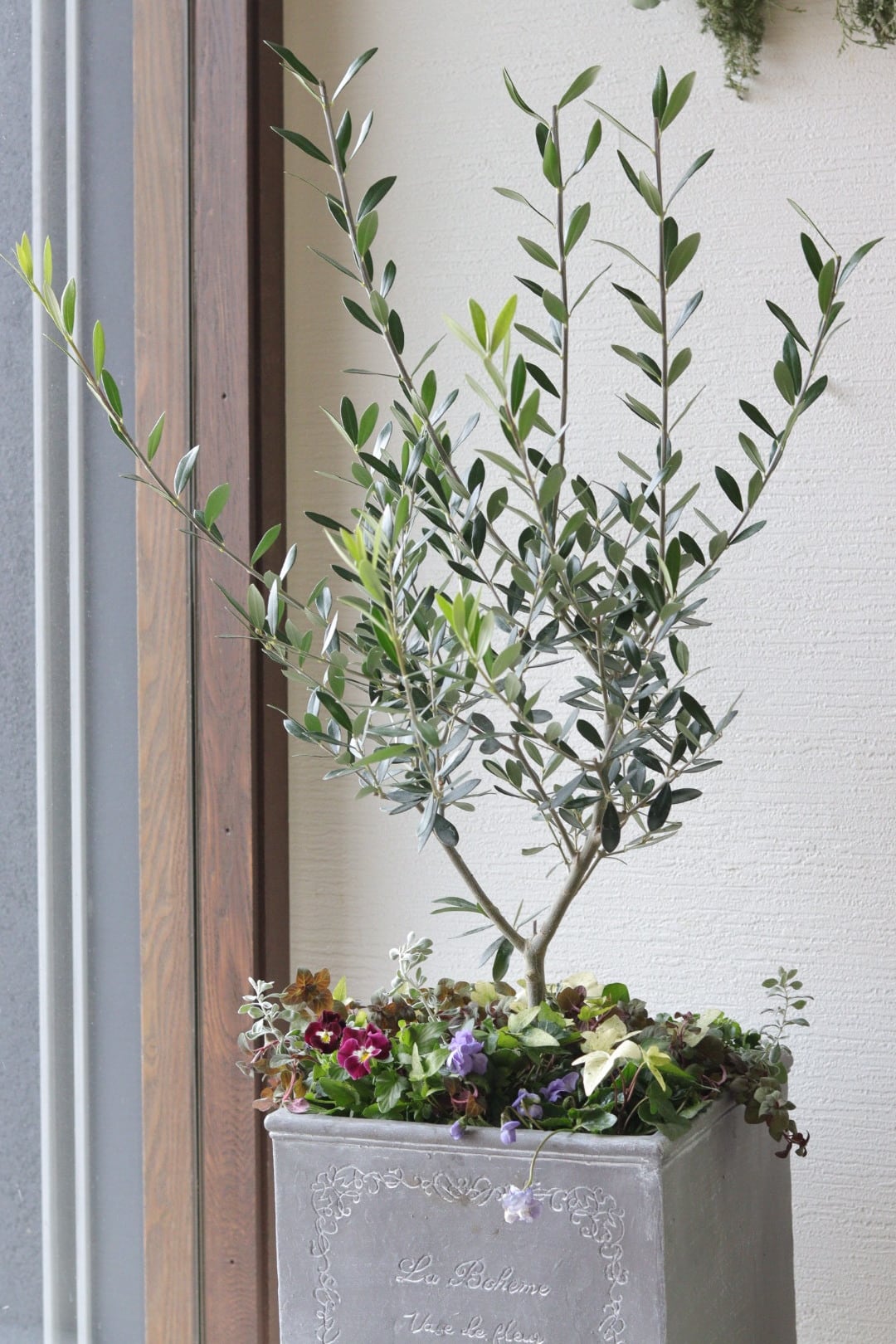 シンボルツリーに❤︎オリーブの株元寄せ植え | Total Plants Egret