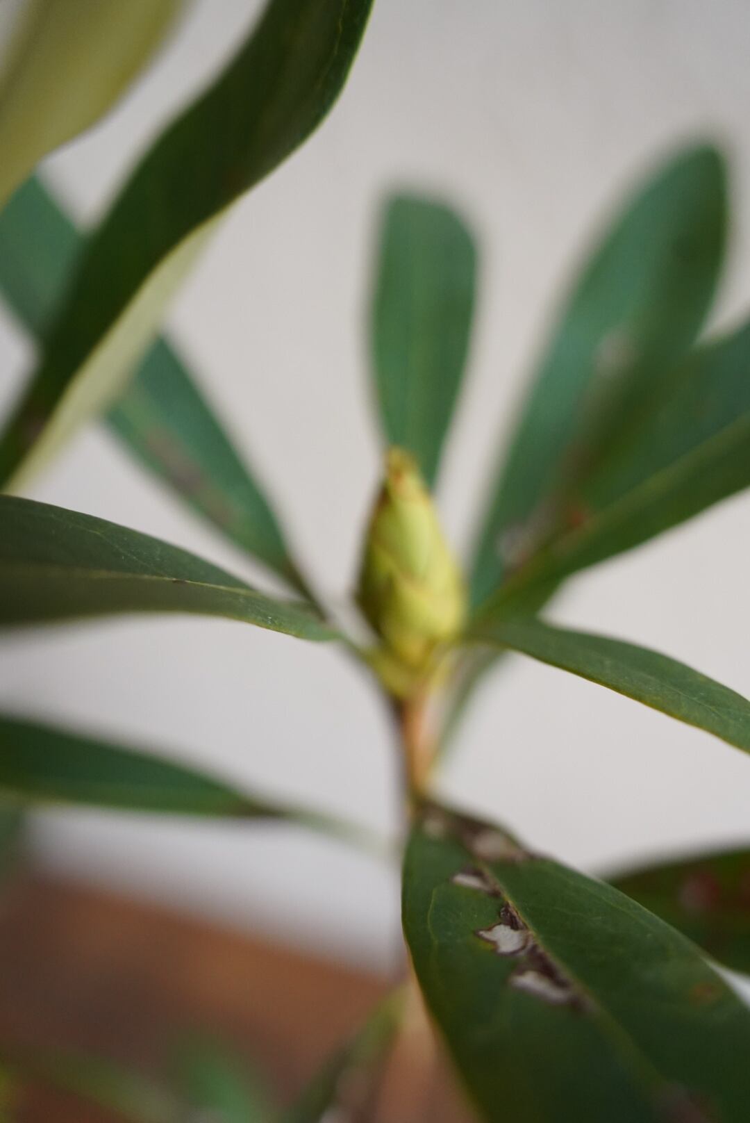 テロペア シェイディレディホワイト | 沼ノ上農園