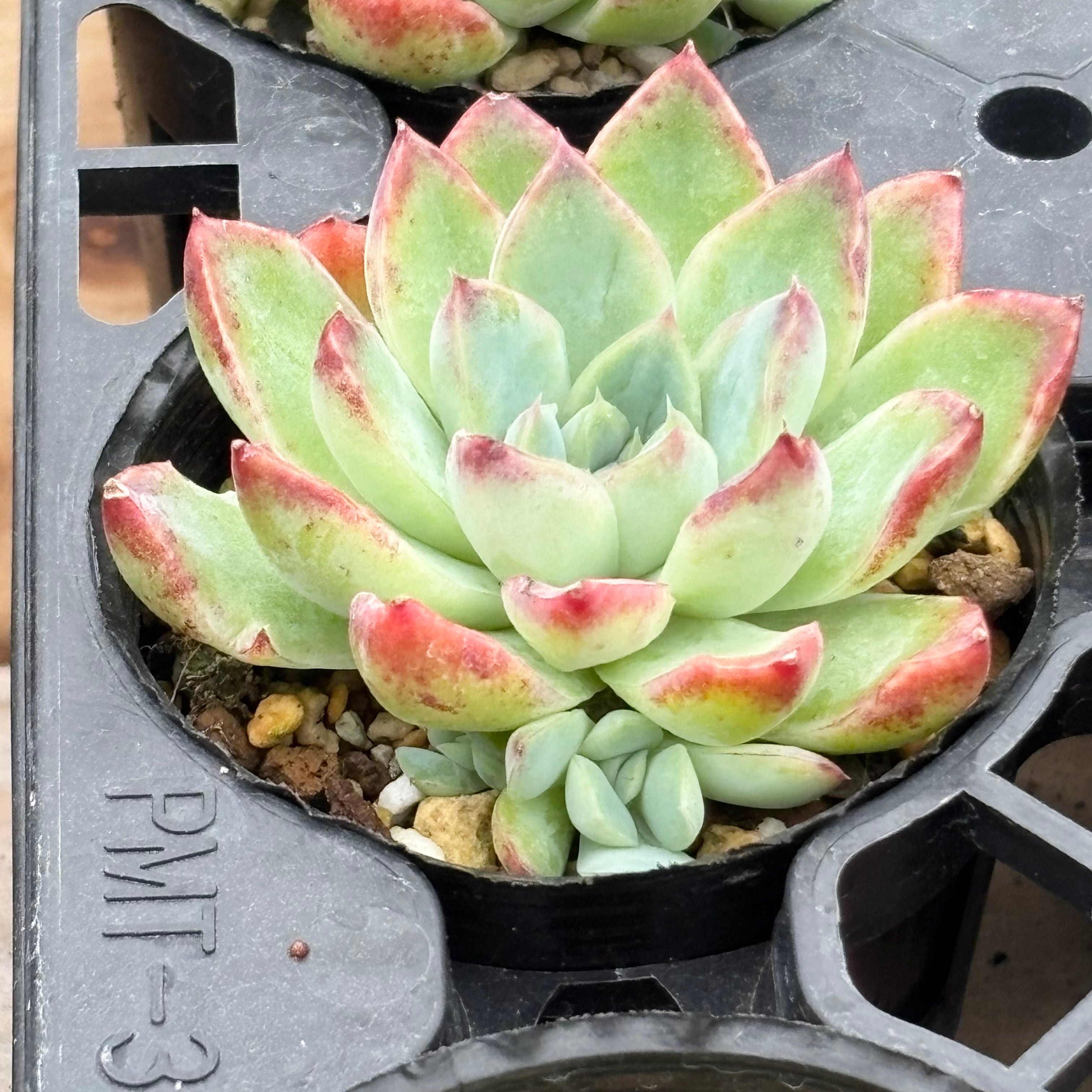 ユッカ ロストラータ Rostrata 8号 陶器鉢 株立ち 観葉植物 細葉