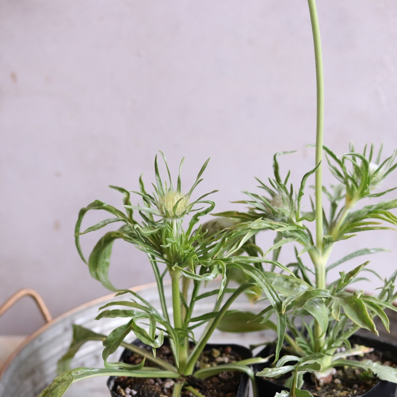 希少！スカビオサ　コーカシアアルバ　白いお花　宿根草　切花にも使える