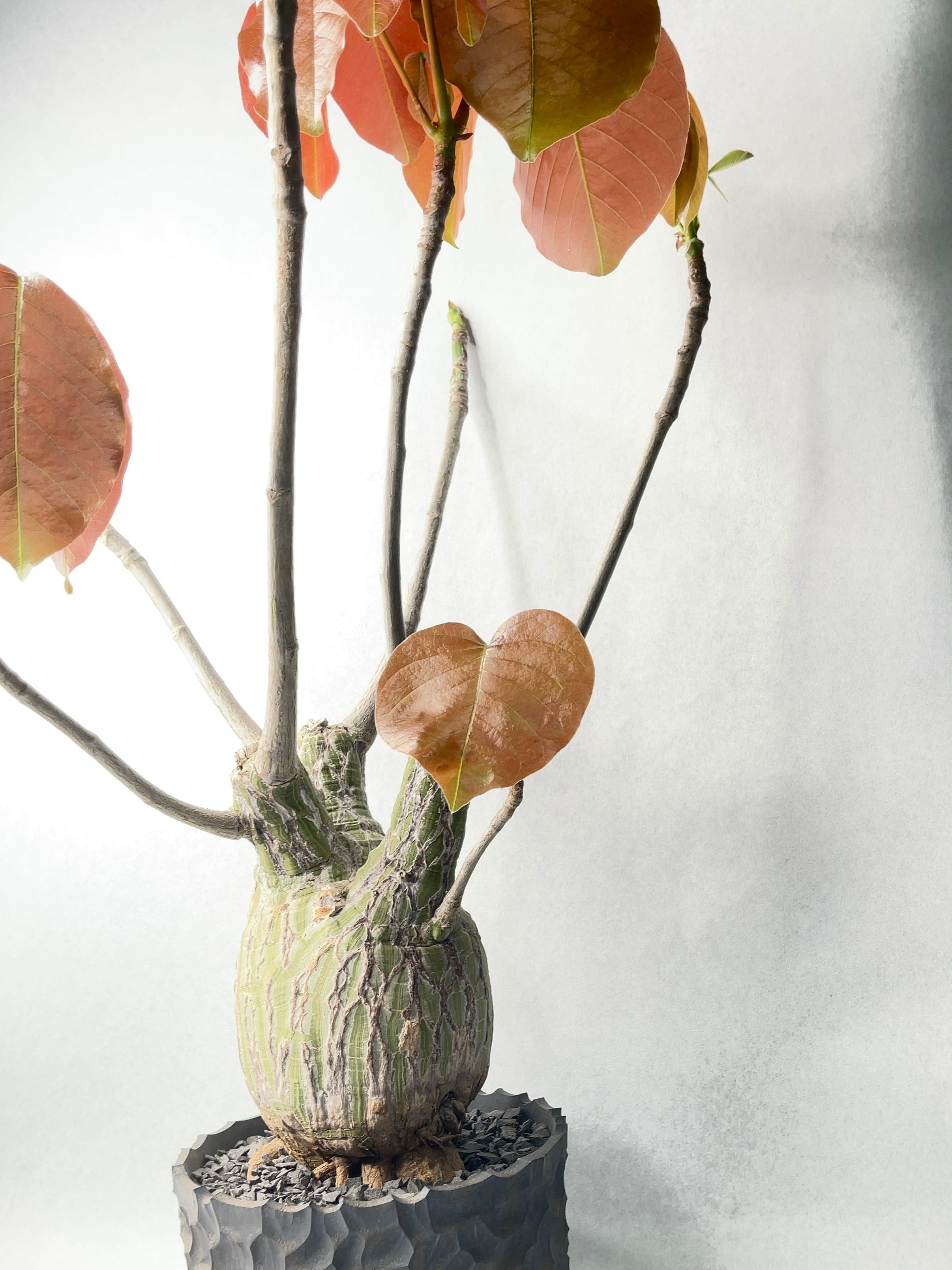 プセウドボンバックス・エリプティクム | trigger