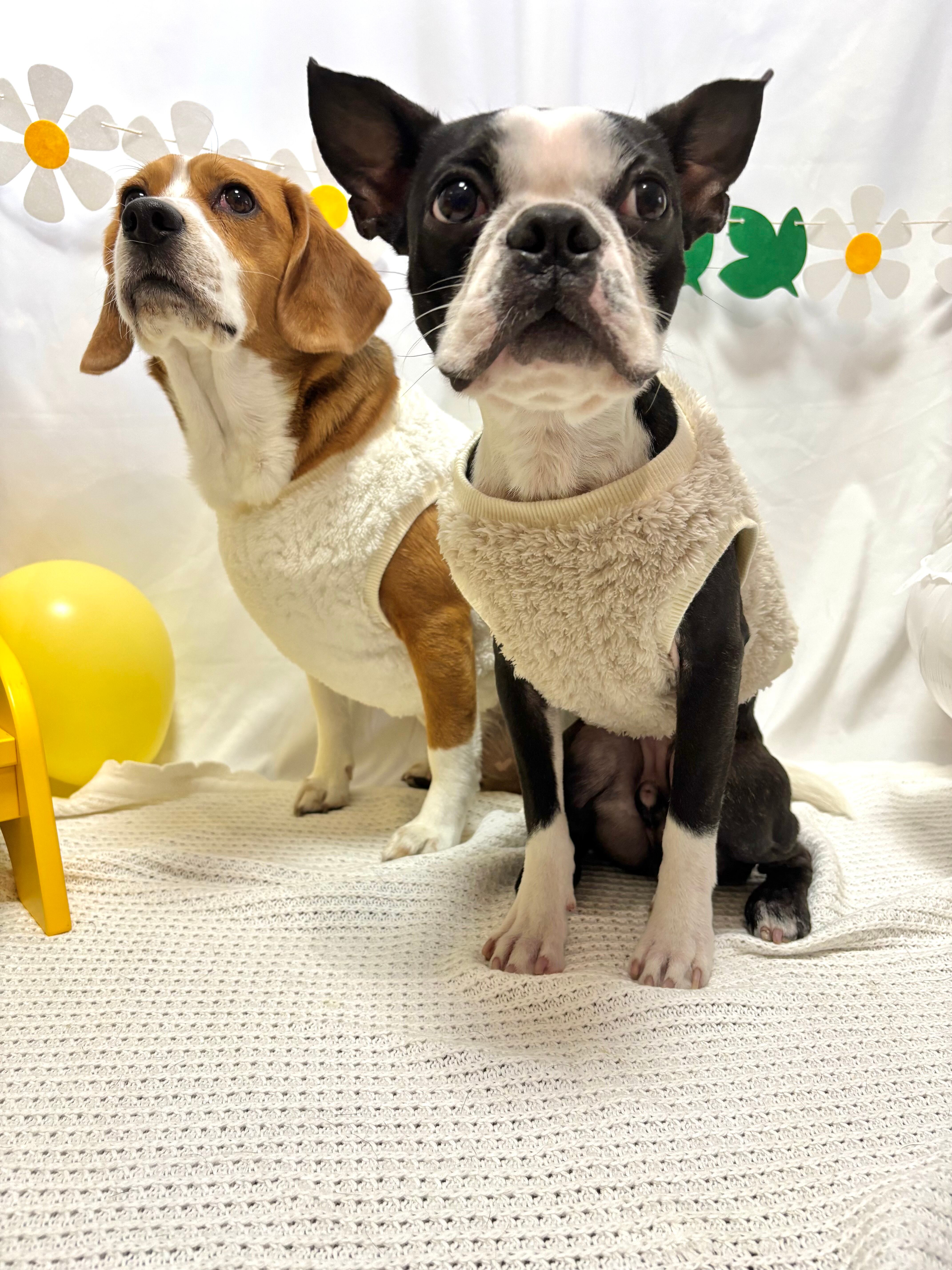 ボアトップス（白・モカ）