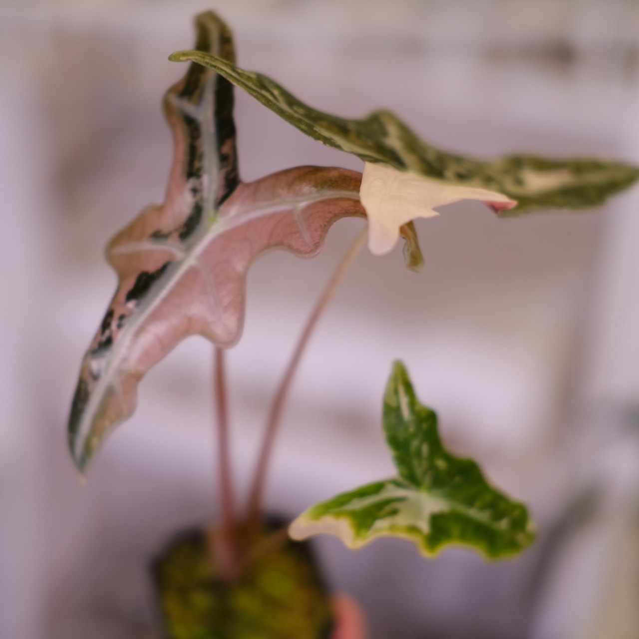 Alocasia Nobillis Pink "K"│アロカシア・ノビリス・ピンク│観葉植物