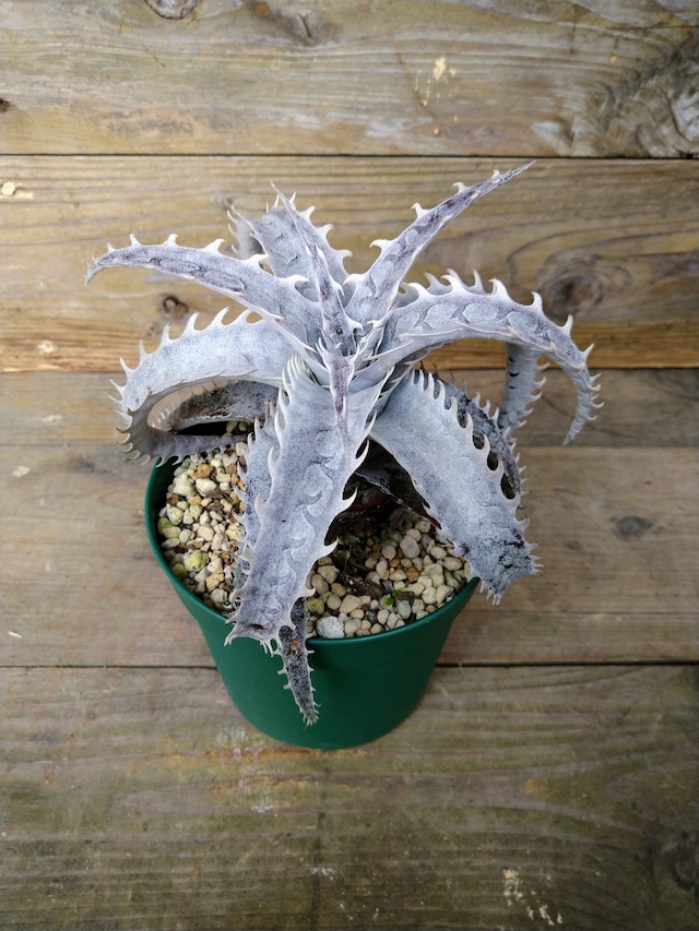 ディッキア・ダンシング  ダルビッシュ　dyckia・dancing dervish