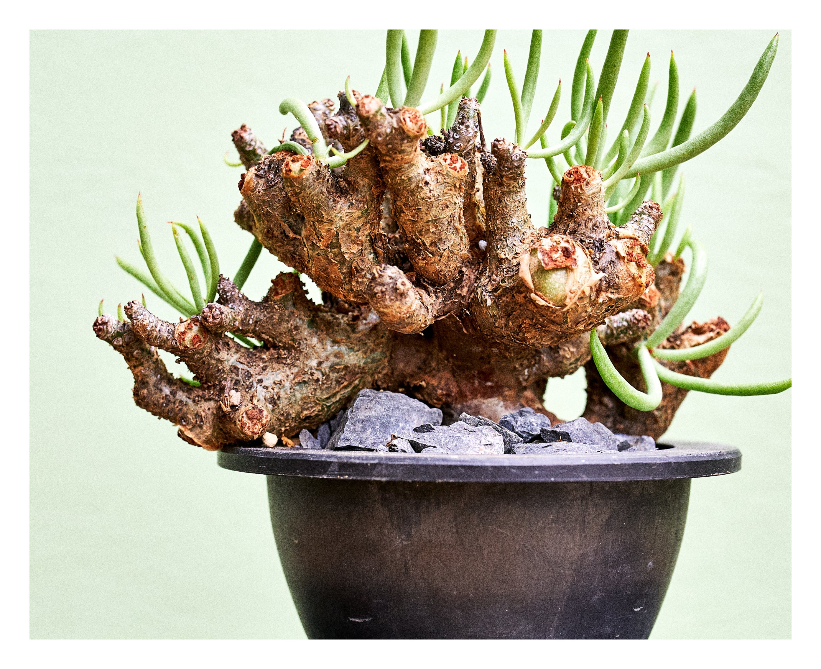 Tylecodon pearsonii チレコドン ペアルソニー（B) | いい日あたり