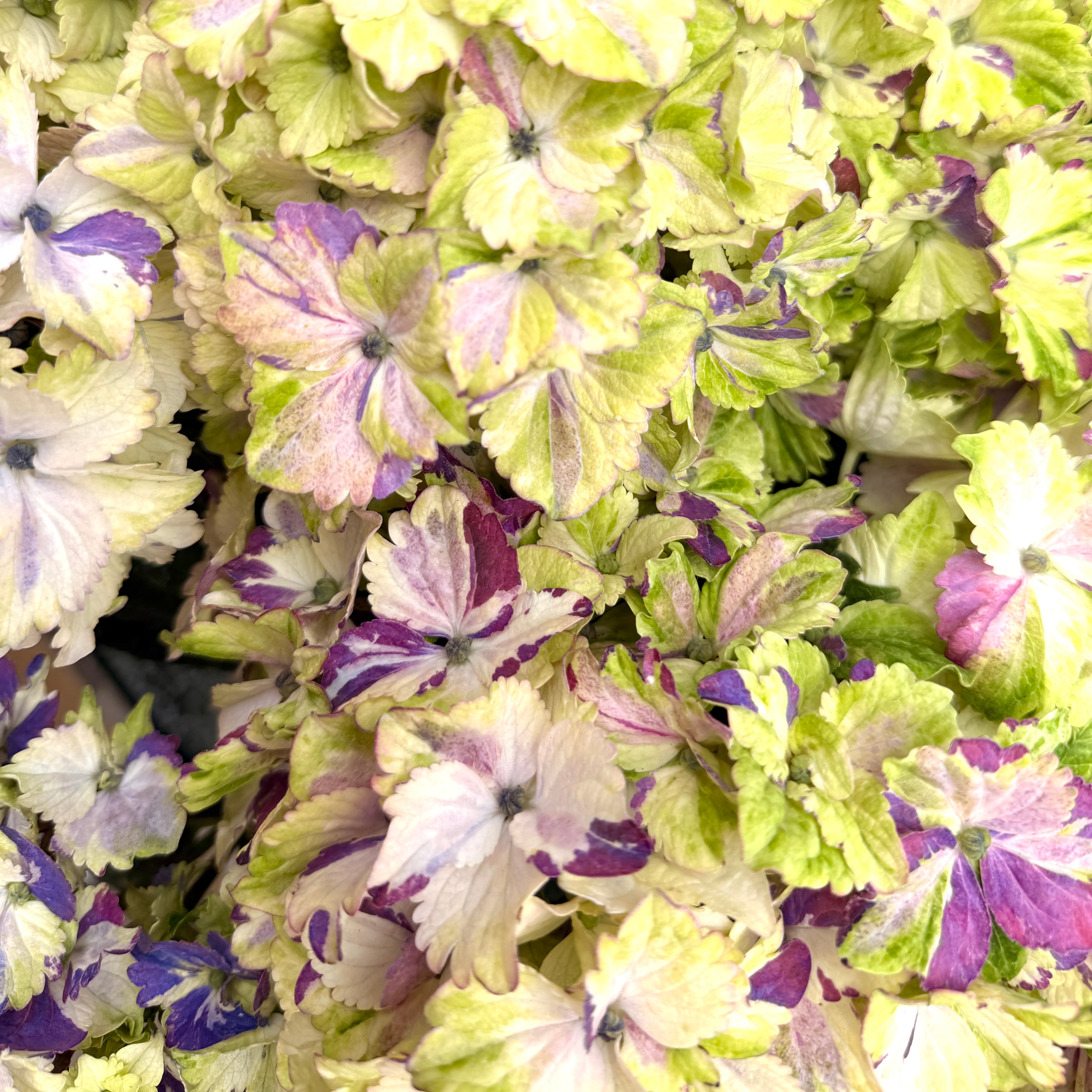 新品種 紫陽花 ミルキーウェイ | breed83