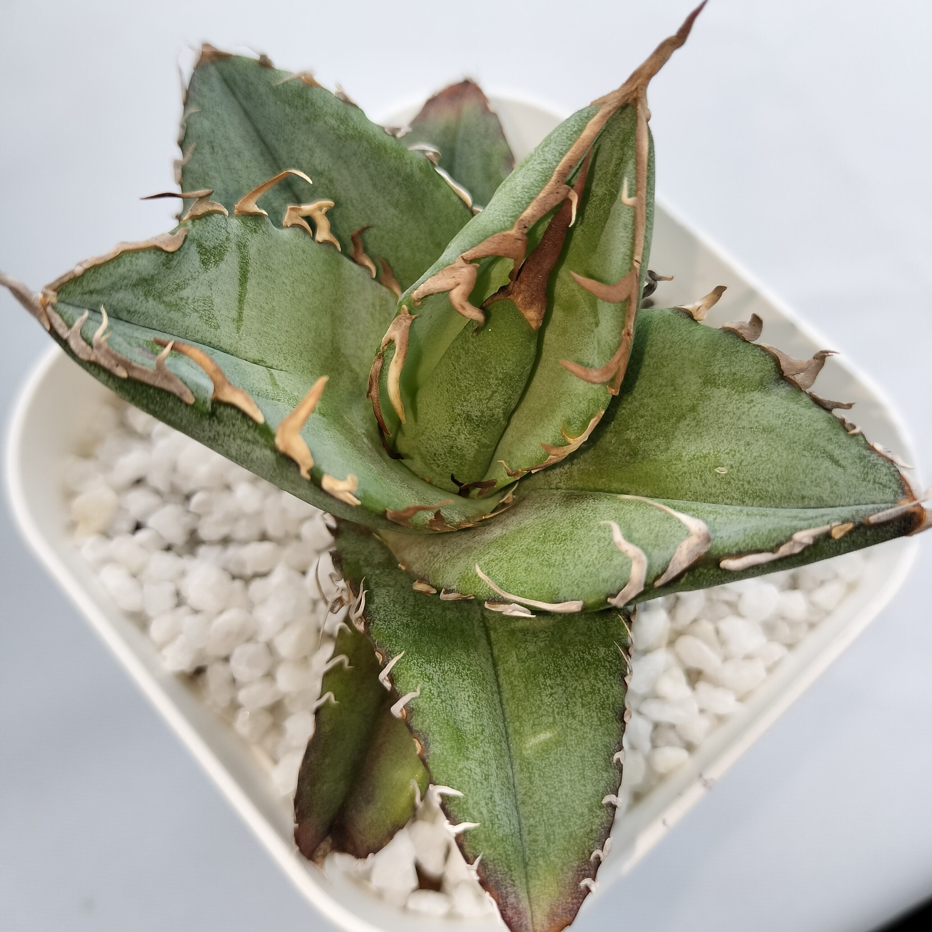 アガベ チタノタ×ロファンサ 萬代巌竜 ハイブリッド | Pay ID P111