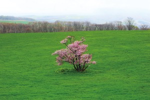 ポストカード　崎守町の一本桜 全景　